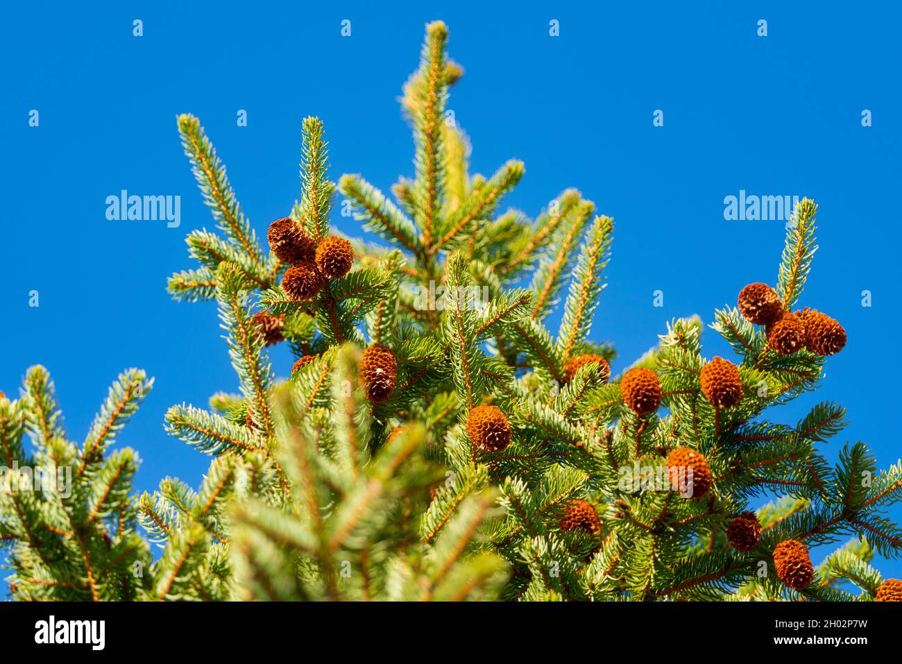 Grüne stachelige Zweige von Pelzbaum oder Kiefer mit Zapfen auf dem Hintergrund des blauen Himmels. Selektiver Fokus. Stockfoto