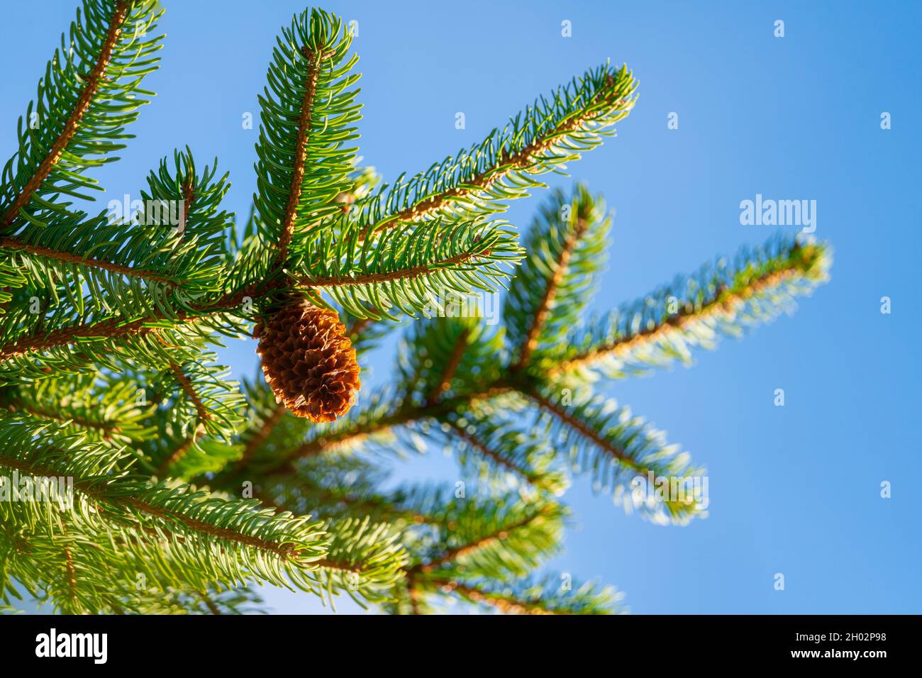 Ein natürlicher Kiefernkegel, der bei sonnigem Wetter stachelig verzweigt. Vordergrund fokussieren Stockfoto