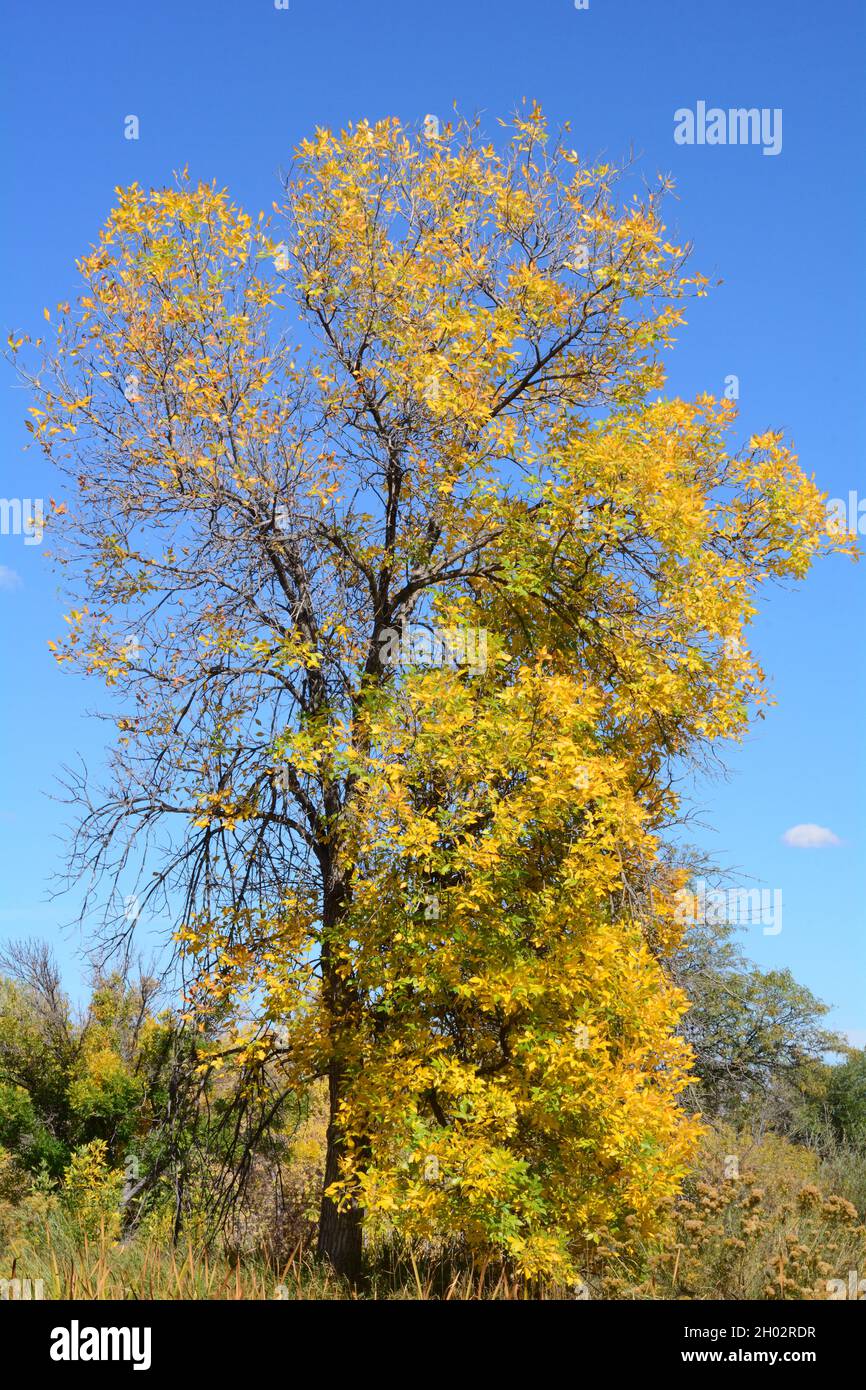 Landschaftlich schöner Baum mit goldenen Herbstblättern, die gegen den blauen Himmel fallen Stockfoto