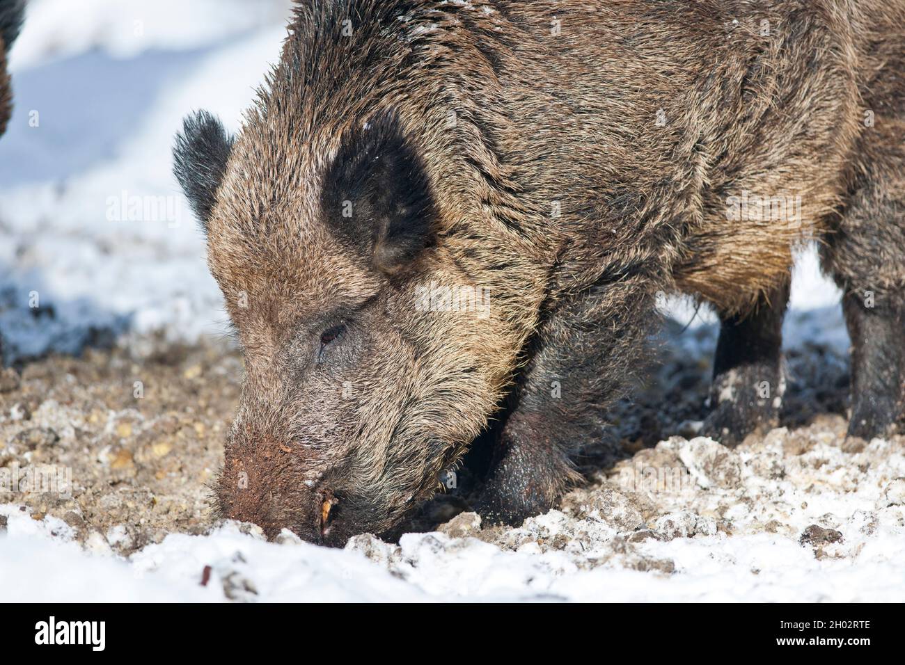 Scorfa Sus scorfa -Fotos und -Bildmaterial in hoher Auflösung – Alamy