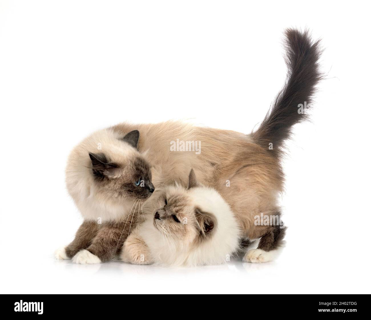 birman Katzen vor weißem Hintergrund Stockfoto