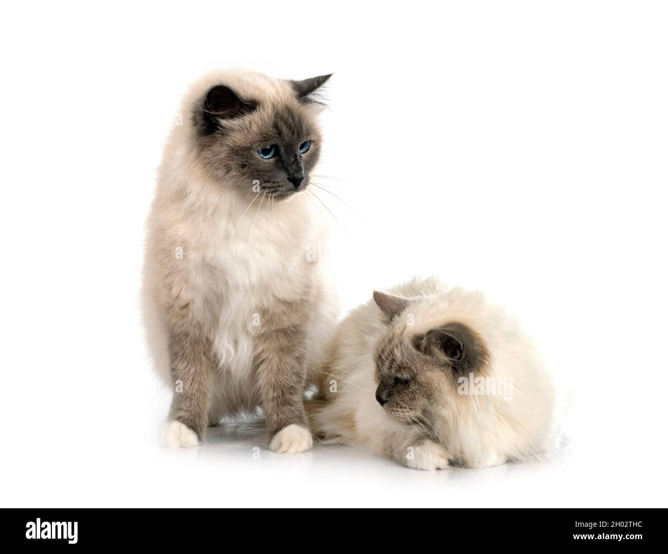 birman Katzen vor weißem Hintergrund Stockfoto
