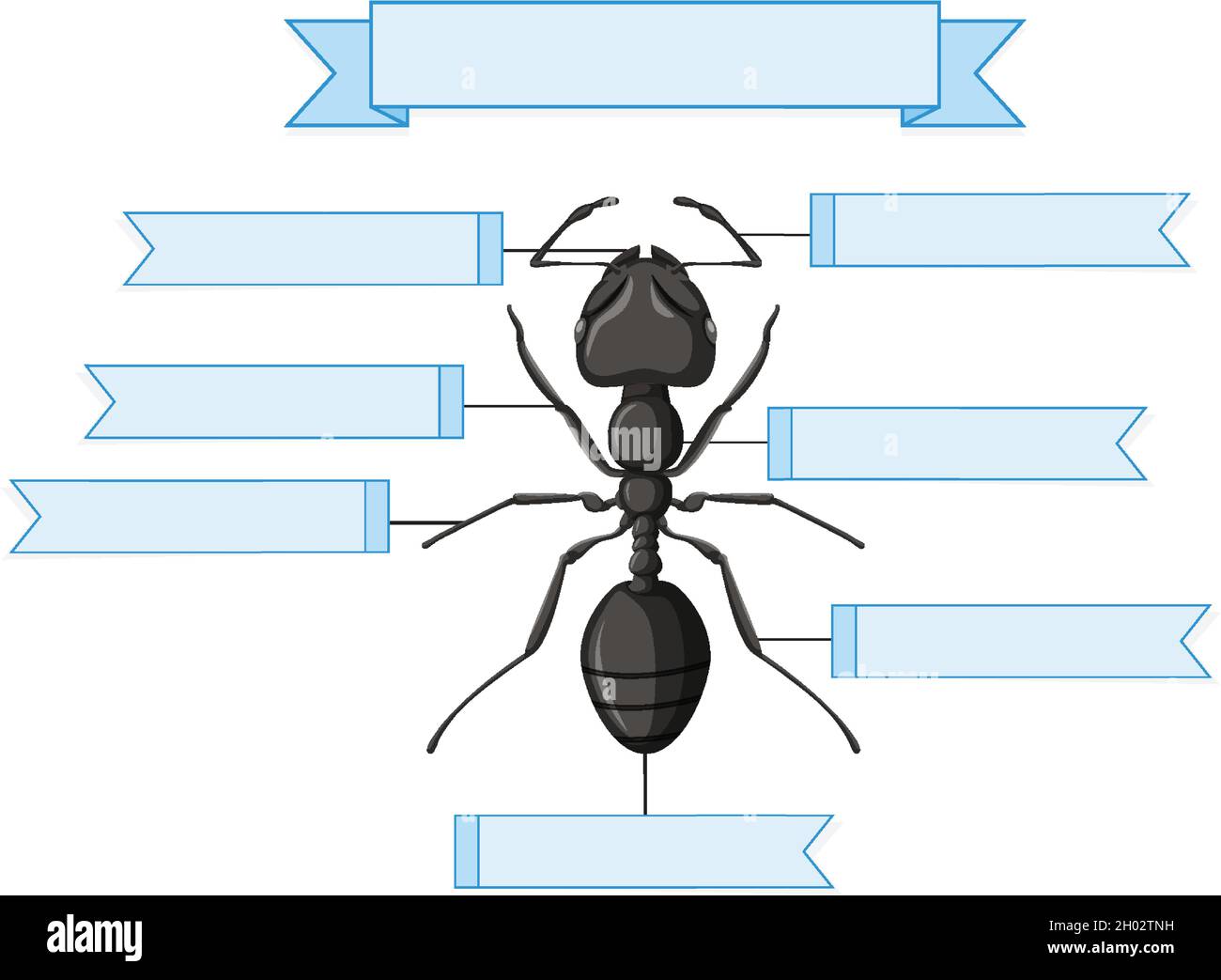 Abbildung des Arbeitsblatts „Externe Anatomie einer Ameise“ Stock Vektor