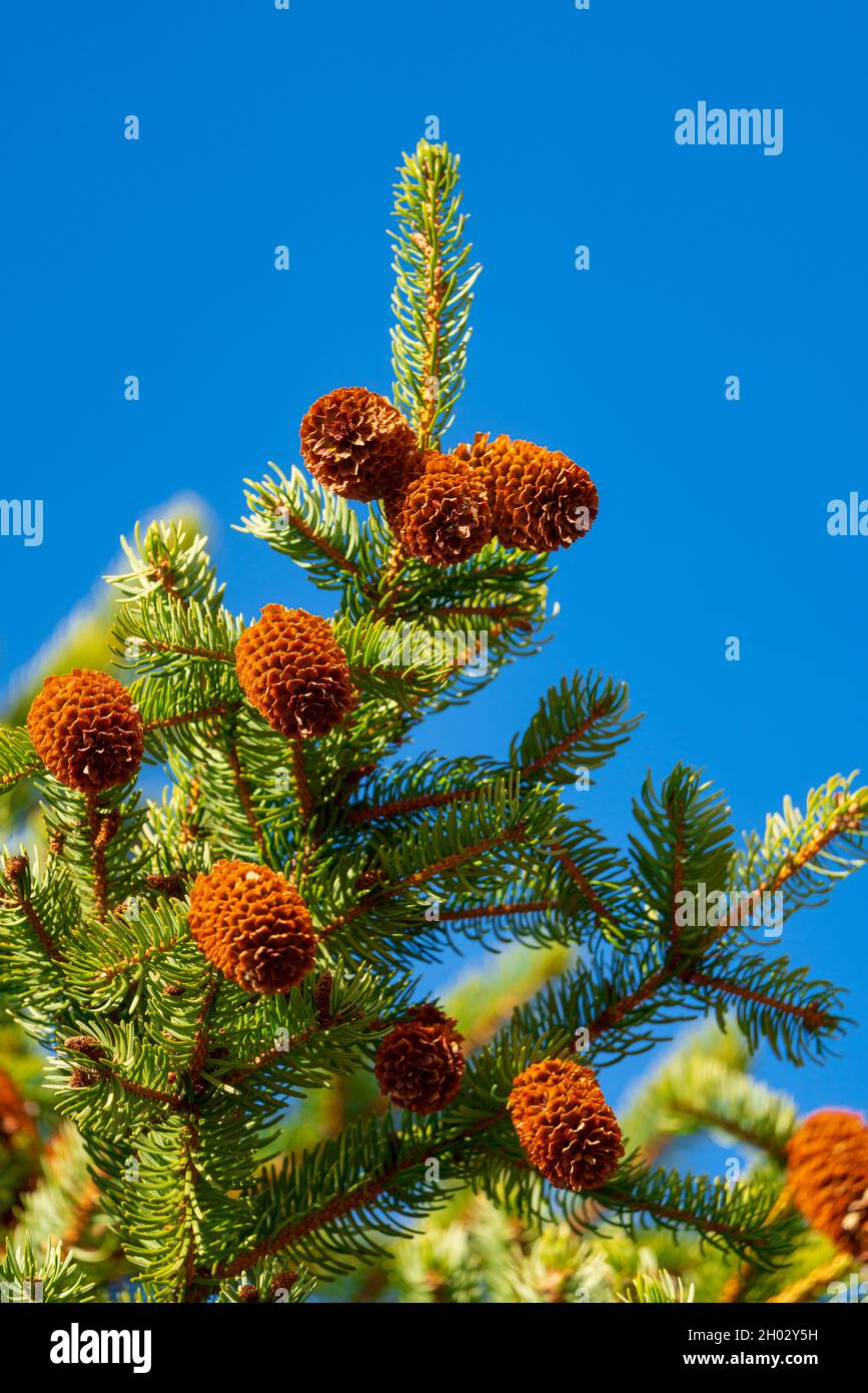Natürliche Tannenzapfen und stachelige Äste auf dem Hintergrund des blauen Himmels. Stockfoto