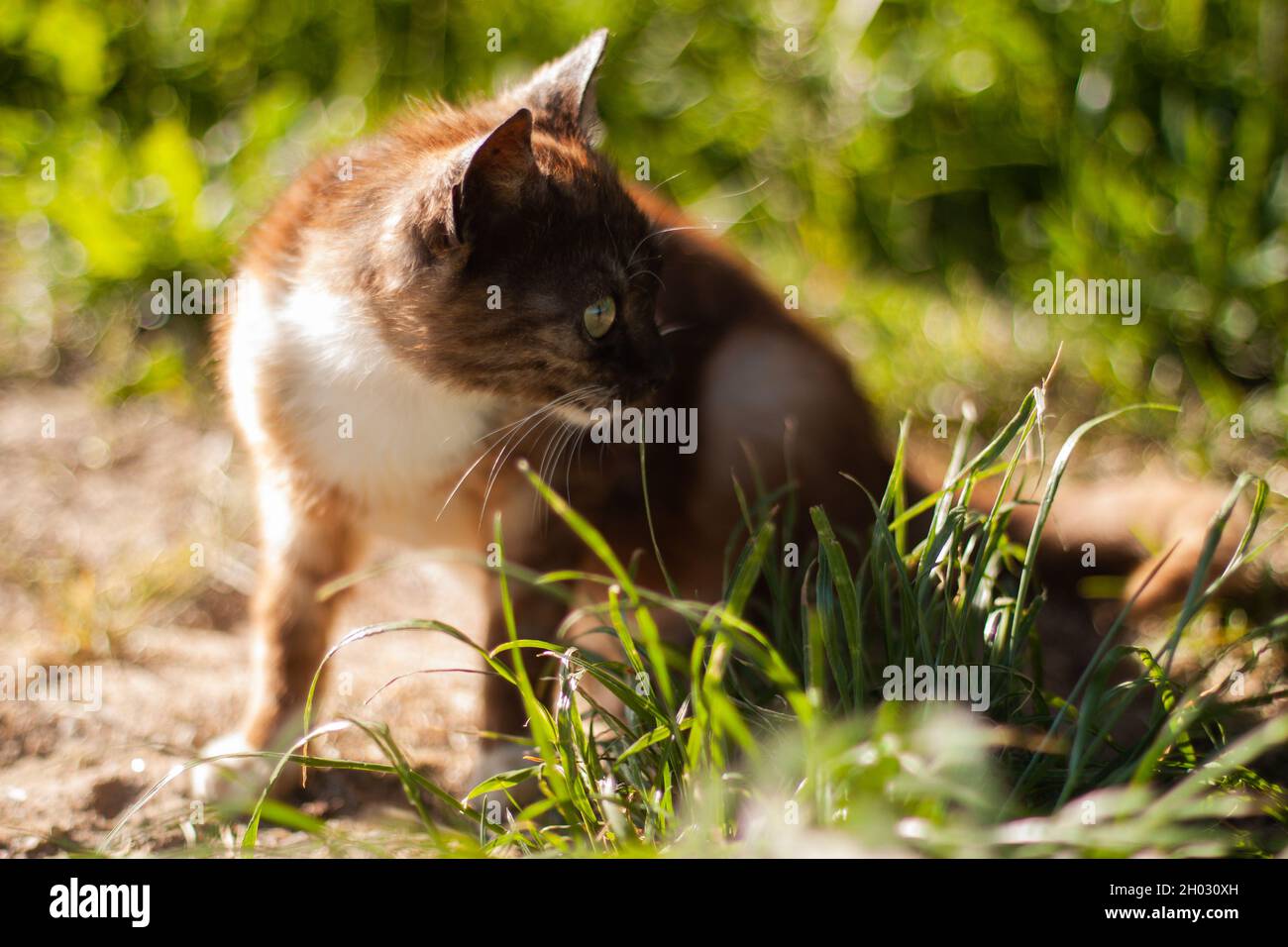 Junge Katze, die im Gras im hellen Sonnenlicht sitzt | Vorderansicht einer braun-weißen Katze, die auf dem Boden sitzt und an einem sonnigen Tag im Sommer zur Seite schaut Stockfoto