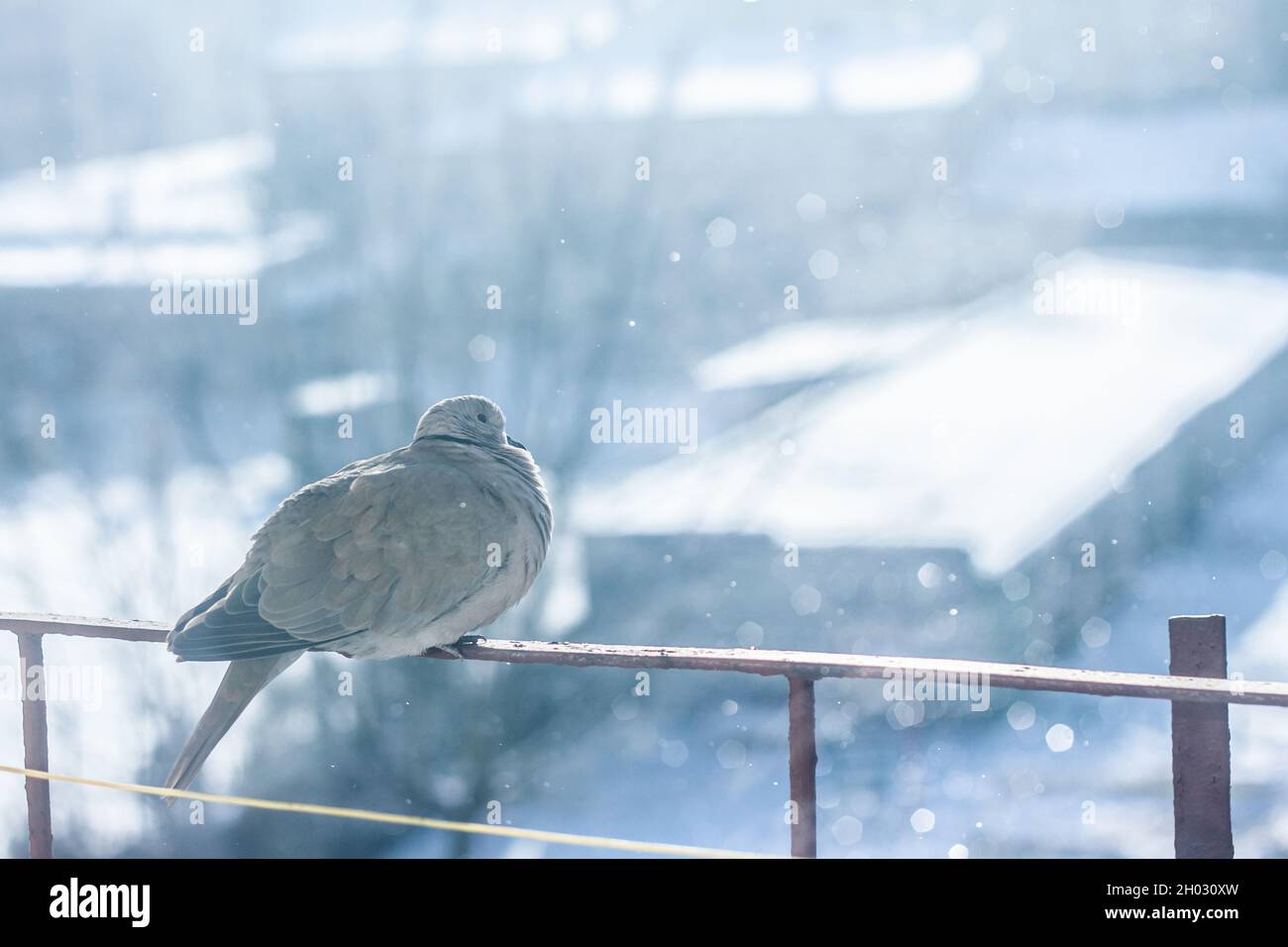 Taube friert in der Kälte, die ihre Federn auf dem Balkongeländer sitzend mit Schneeflocken, die um die | wunderschöne Winterszene fallen Stockfoto