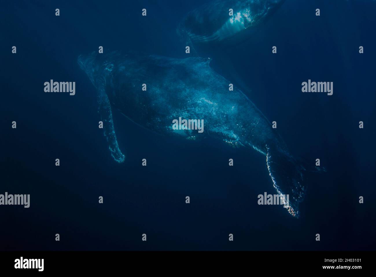 Paar Buckelwale, Megaptera novaeangliae, schwimmen mit Flossen bedeckt mit Seepocken, Port St. Johns, Wild Coast, Eastern Cape, Transkei Stockfoto