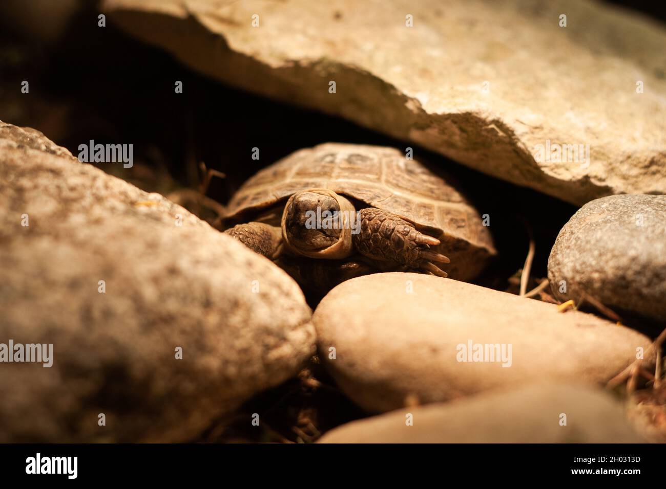 Kleine russische Schildkröte, die ihren Kopf und ihre Beine teilweise in der Schale versteckt | kleine Steppenschildkröte, die sich in der Karaffe, zwischen Felsen, Schildkröte unter Glühbirne versteckt Stockfoto