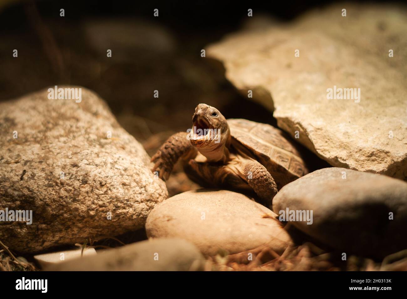 Baby Russische Schildkröte weit öffnender Mund unter Glühbirne Ansicht schließen | Baby Steppe Schildkröte, die sich in einem Licht in einem Terrarium sonnt Stockfoto