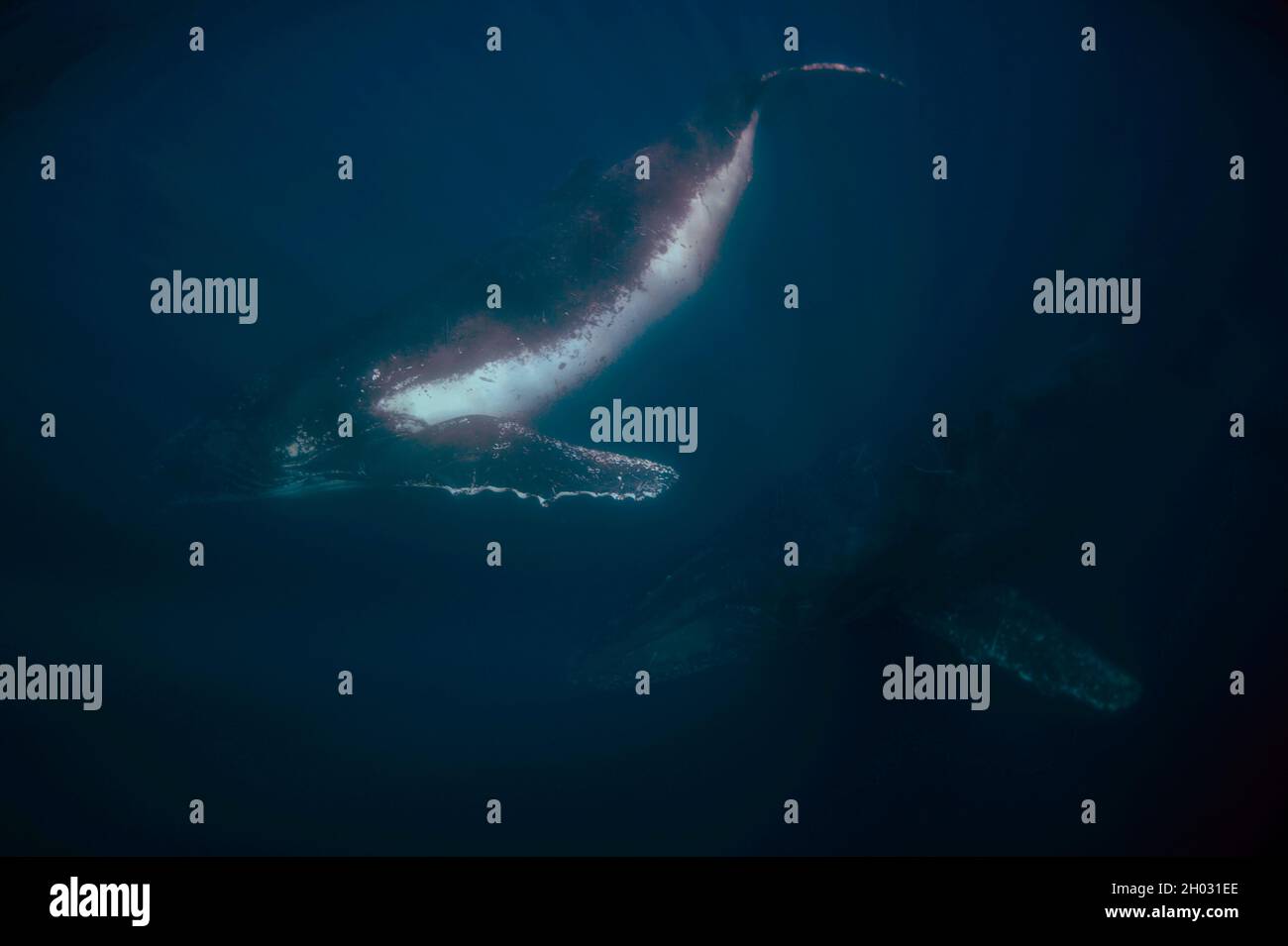 Paar Buckelwale, Megaptera novaeangliae, schwimmen mit Flossen mit Seepocken bedeckt, Port St. Johns, Wild Coast, Eastern Cape, Transkei Stockfoto