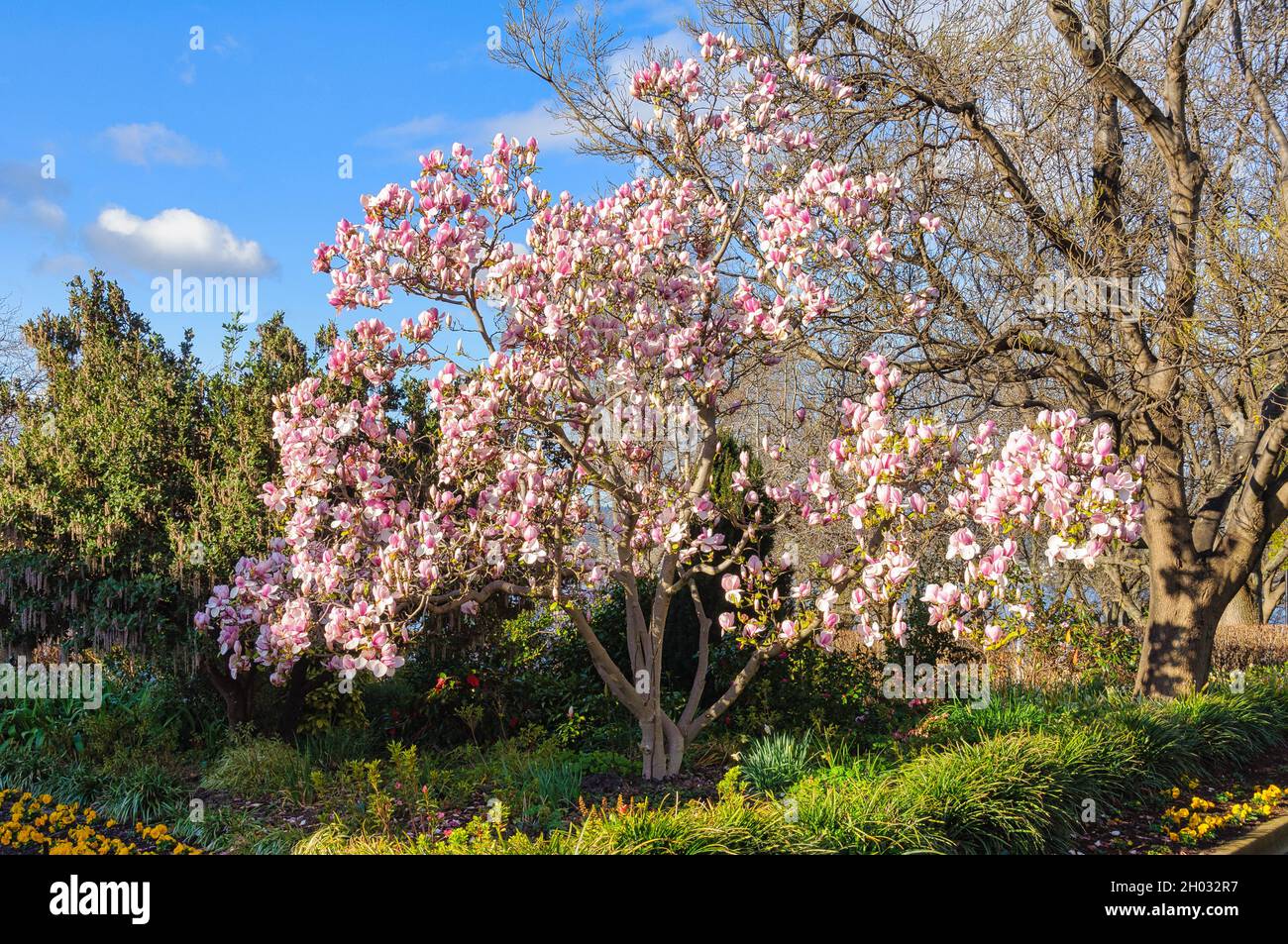 Blühende Magnolie im Princes Park - Hobart, Tasmanien, Australien Stockfoto