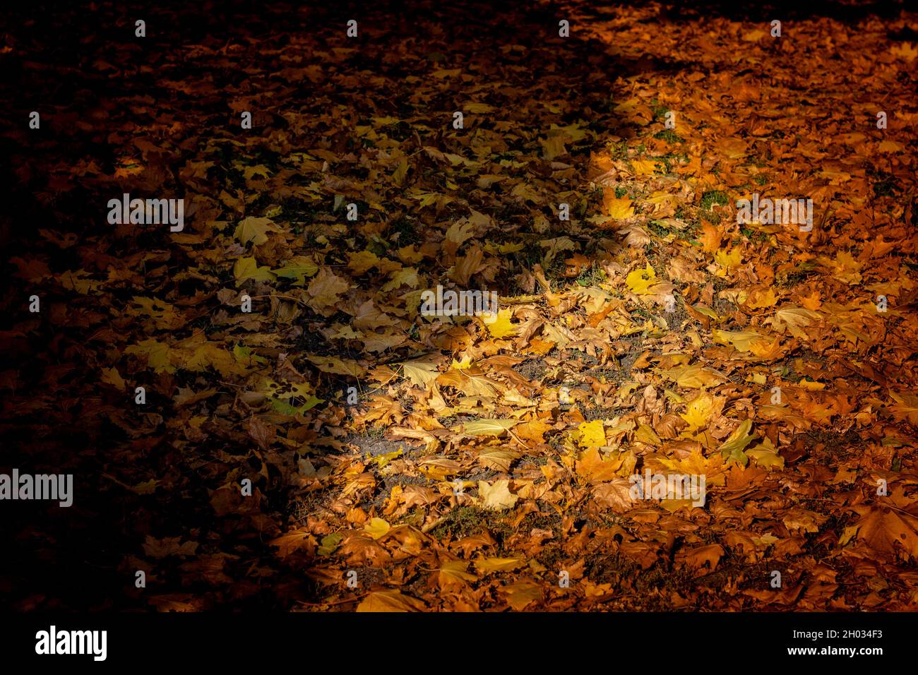 Buntes Bild von herbstlichen Blättern.Herbststimmung Stockfoto