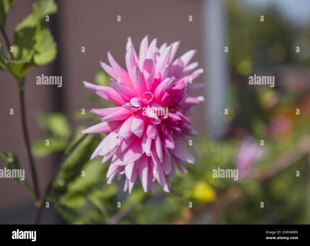 Wunderschöne Dahlia-Blüten auf grünem Hintergrund. Sommerblumen ist eine Pflanzengattung in der Sonnenblumenfamilie Asteracea Stockfoto