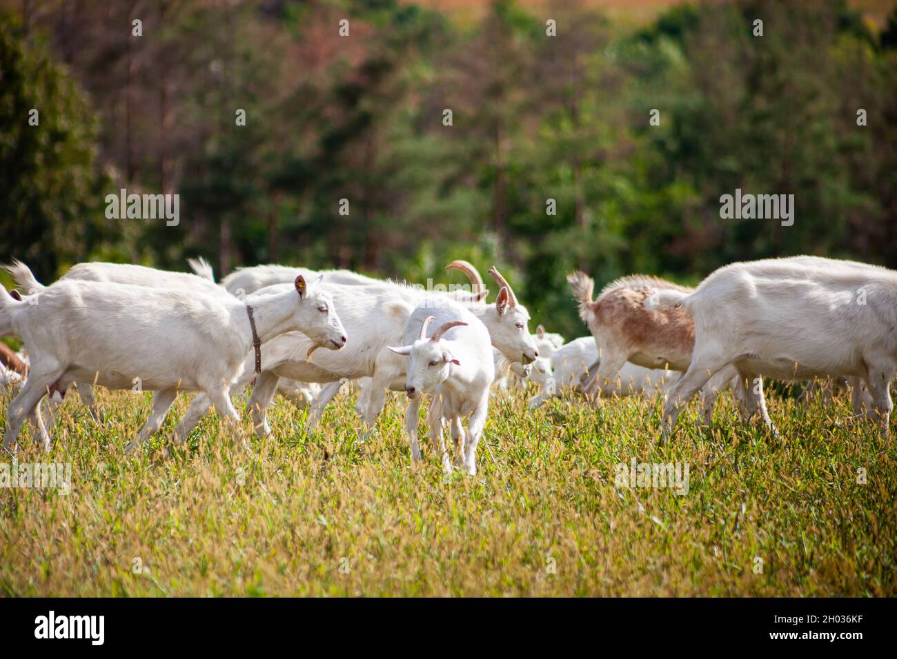 Eine Ziegenherde grast auf der Wiese. Landwirtschaft. Selbstwanderende Ziege. Weide auf dem Bauernhof. Sommertag. Ziegen fressen Gras Stockfoto