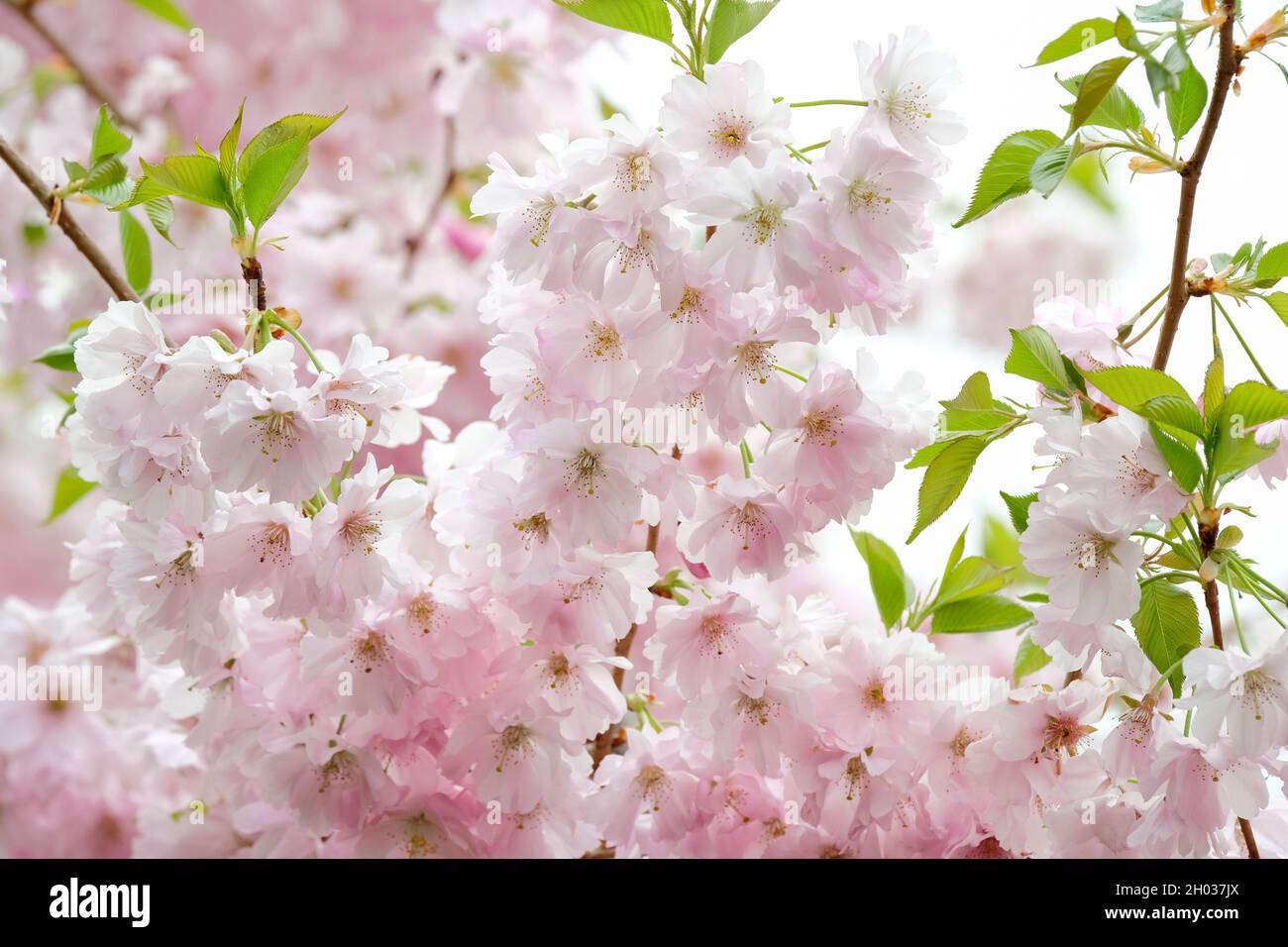 Prunus ‘Accolade’ (Ornamental Cherry ‘Accolade’, Flowering Cherry ‘Accolade’. Blassrosa Blüten im späten Frühjahr/Frühsommer Stockfoto