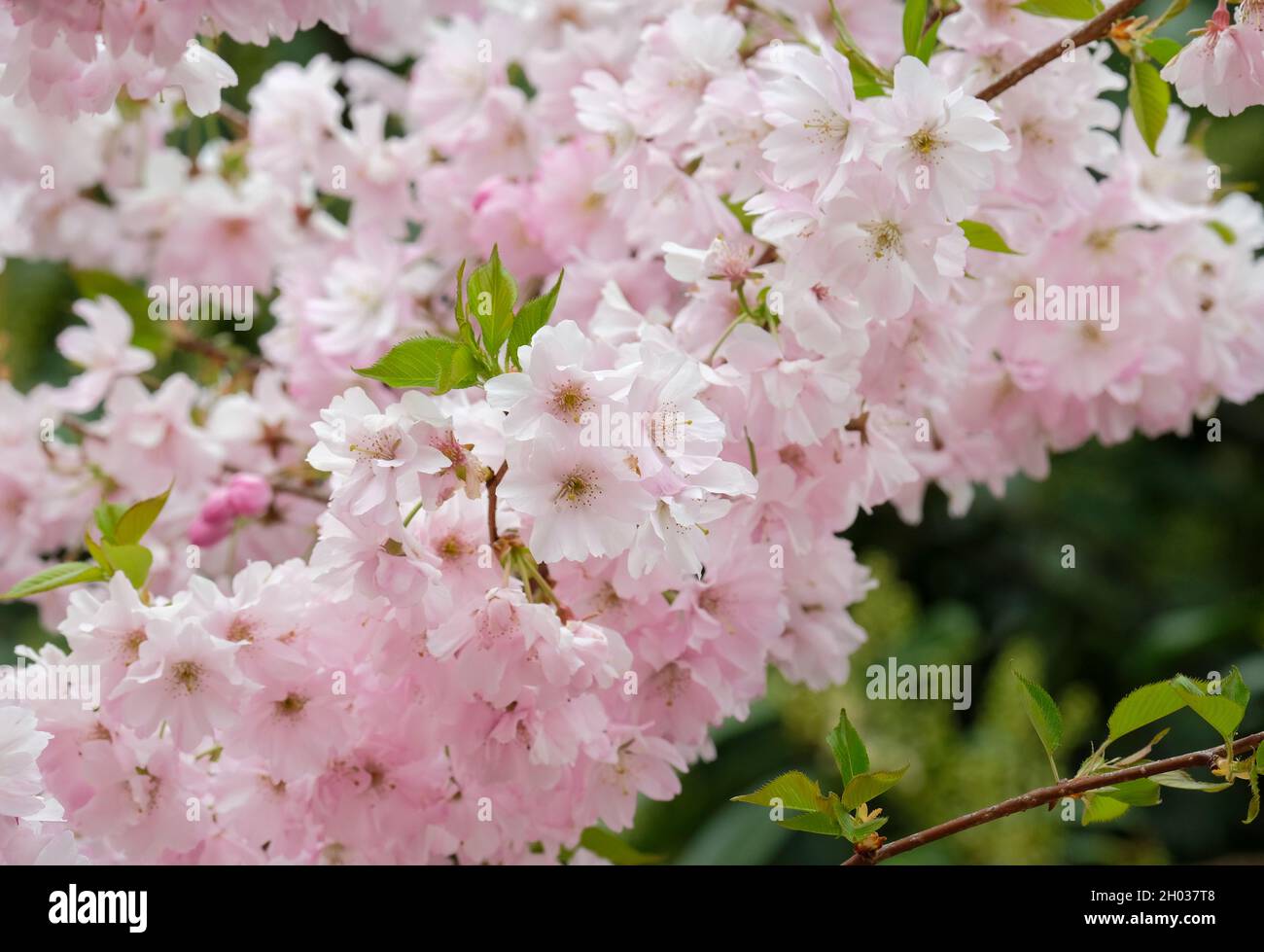 Prunus ‘Accolade’ (Ornamental Cherry ‘Accolade’, Flowering Cherry ‘Accolade’. Blassrosa Blüten im späten Frühjahr/Frühsommer Stockfoto