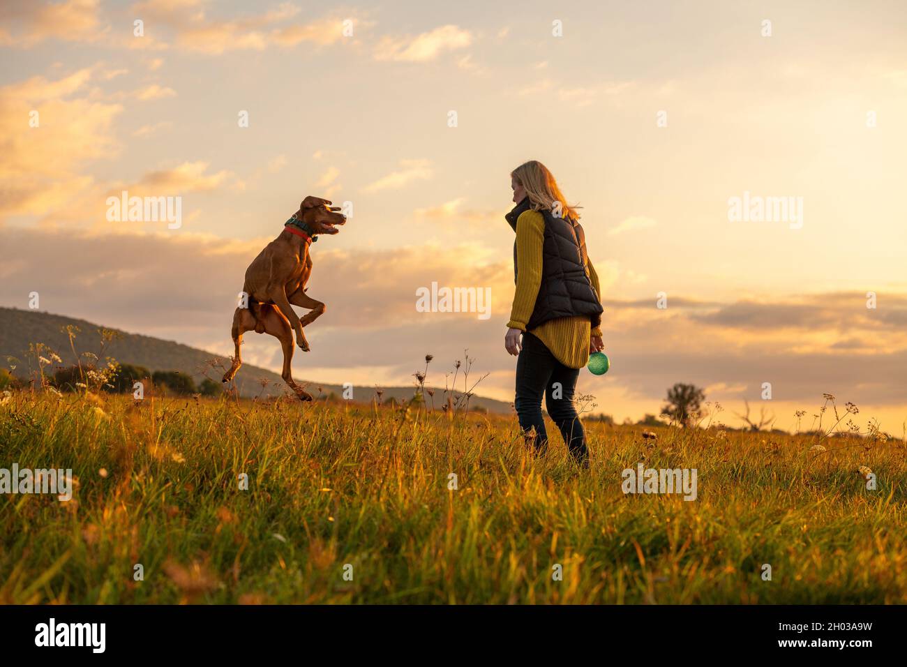 Reife Frau spielt fetch mit ihrem schönen ungarischen vizsla. Hund spielt mit Ball Hintergrund. Frau und Jagdhund genießen die Natur zu Fuß auf einer Sonne Stockfoto