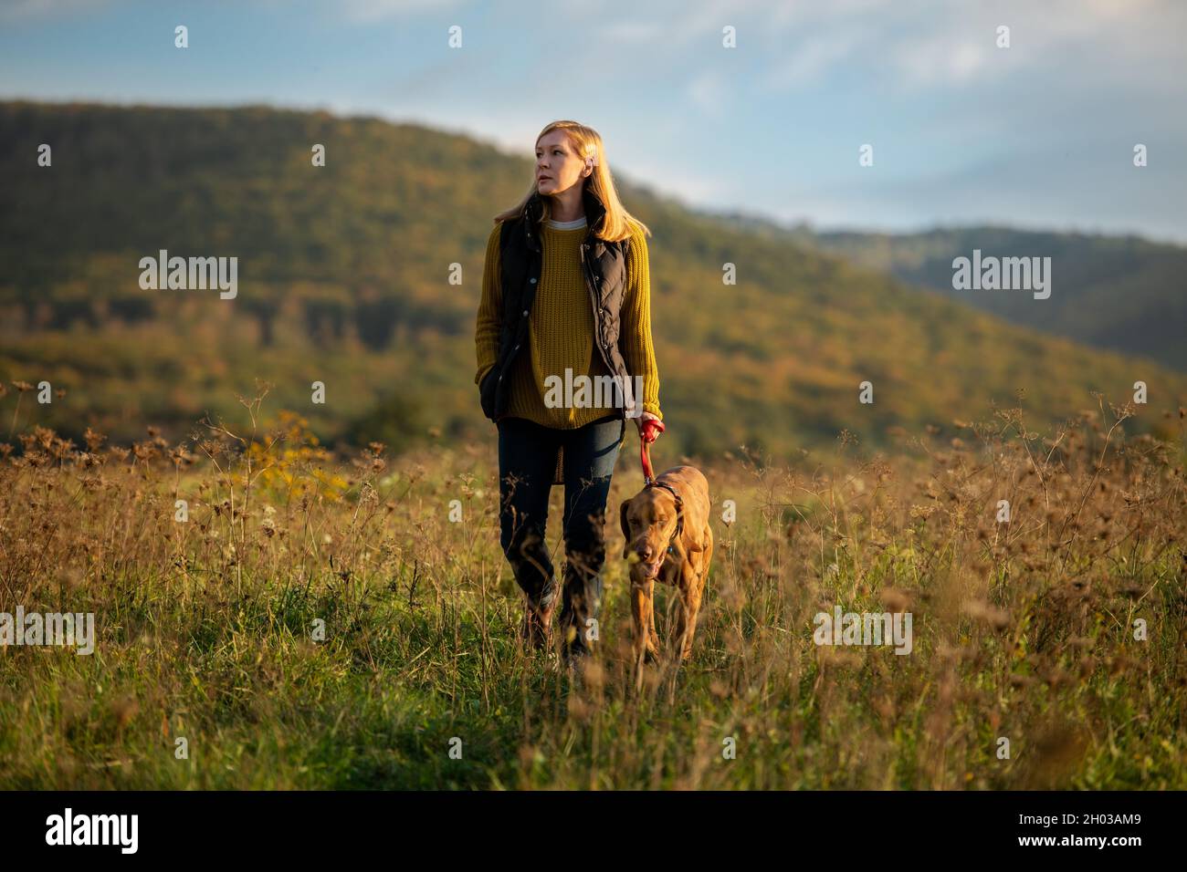 Reife Frau zu Fuß ihre schöne ungarische vizsla. Hund zu Fuß Hintergrund. Frau und Jagdhund genießen einen Spaziergang in der Natur an einem sonnigen Herbstabend. Stockfoto