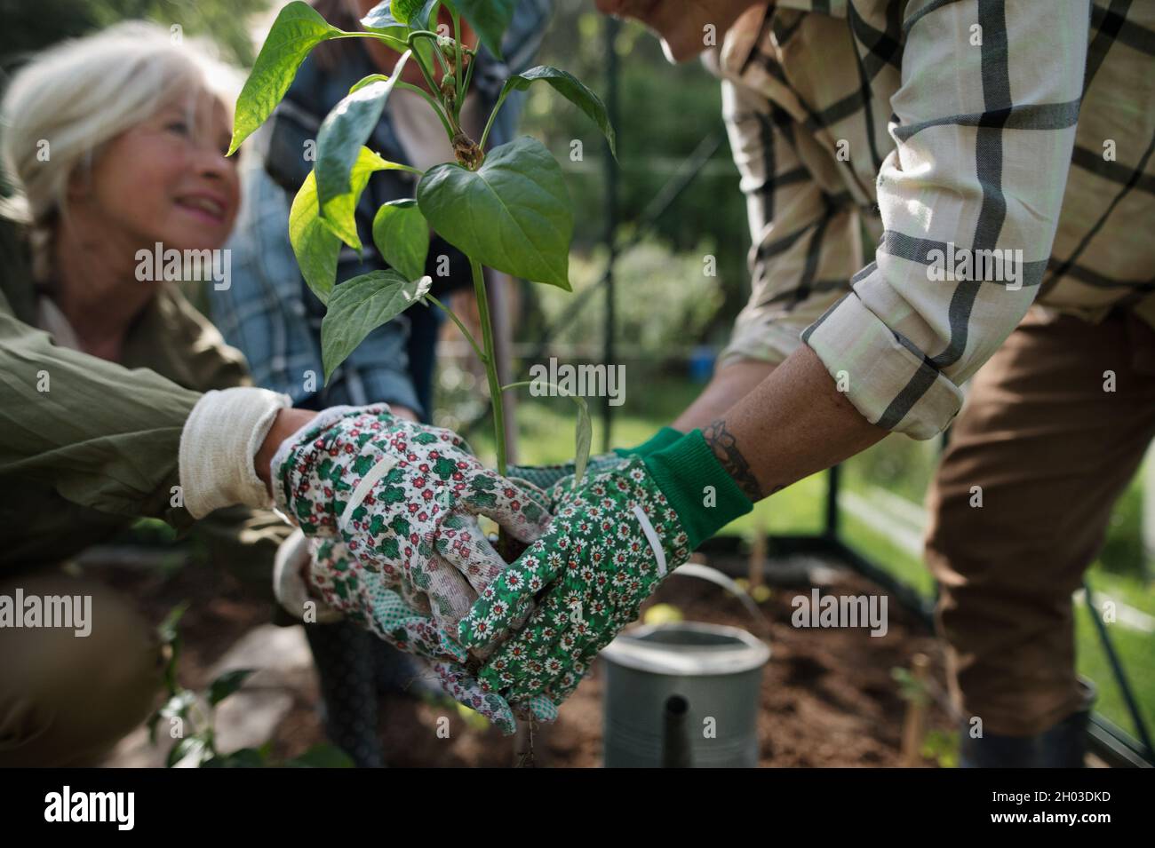 Nahaufnahme von älteren Freundinnen Hände Pflanzen Gemüse im Gewächshaus im Gemeinschaftsgarten. Stockfoto