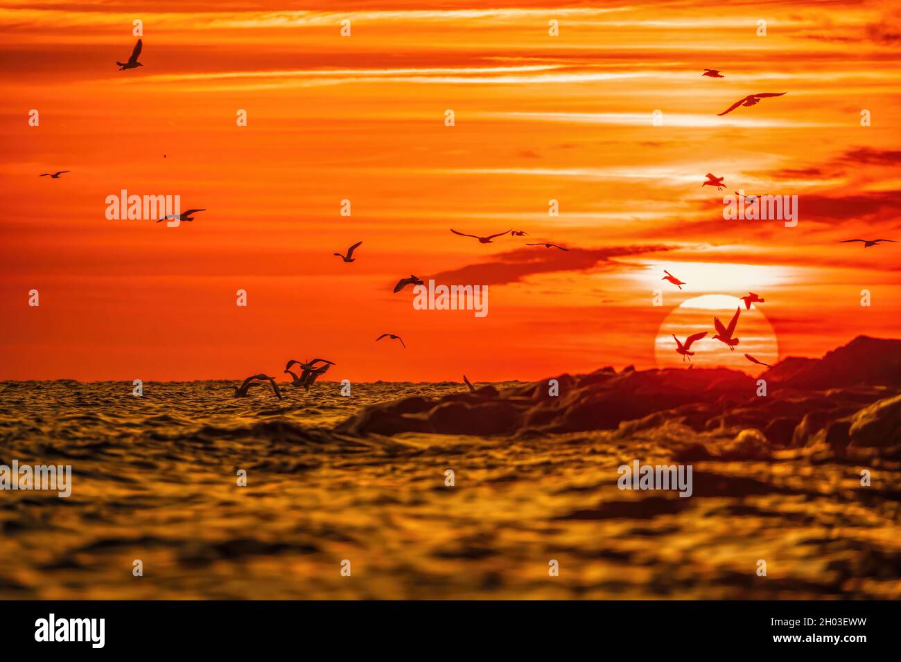 Eine Schar Möwen fliegt und fischt im Meer. Warmer Sonnenuntergang Himmel über dem Meer, Sonneneinstrahlung. Silhouetten von Möwen, die in Zeitlupe vom fliegen Stockfoto