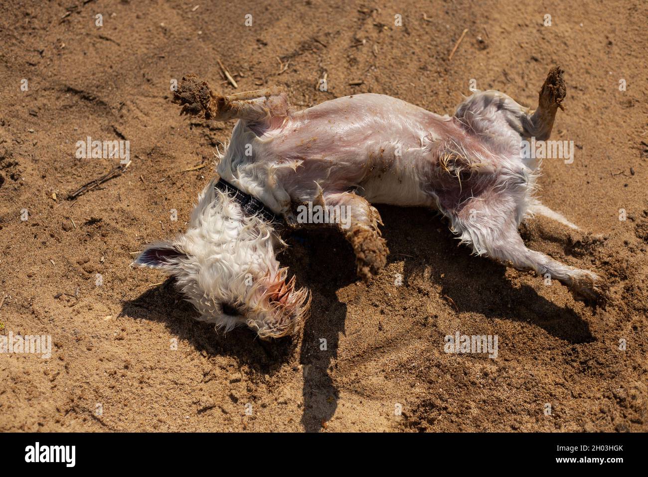 Nasser weißer Hund, der sich im Sand wälzt und über den entlarvenden Bauch rollt | Happy West Highland White Terrier, der am sonnigen Tag von oben nach unten am Strand schwelgen wird Stockfoto