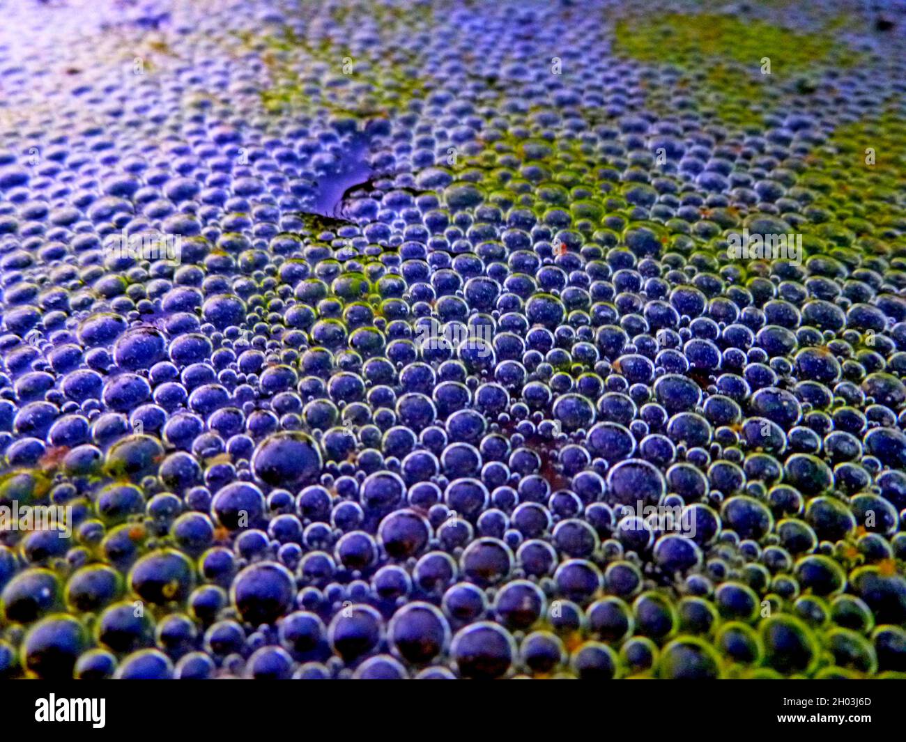 Grüner Schaum und Schaum blasen auf der Wasseroberfläche im Teich