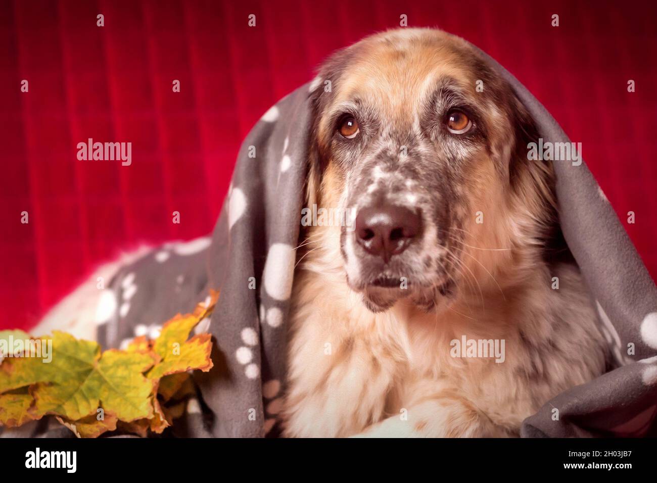 Big Shepherd Dog liegt auf dem Sofa unter der karierten Decke und Herbstblättern Stockfoto