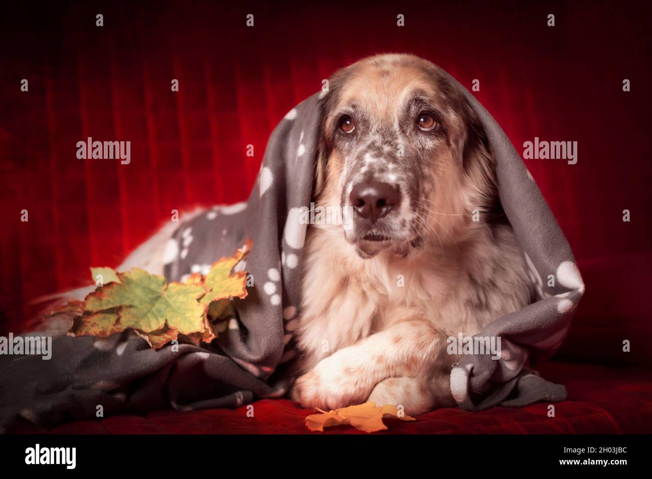 Big Shepherd Dog liegt auf dem Sofa unter der karierten Decke und Herbstblättern Stockfoto