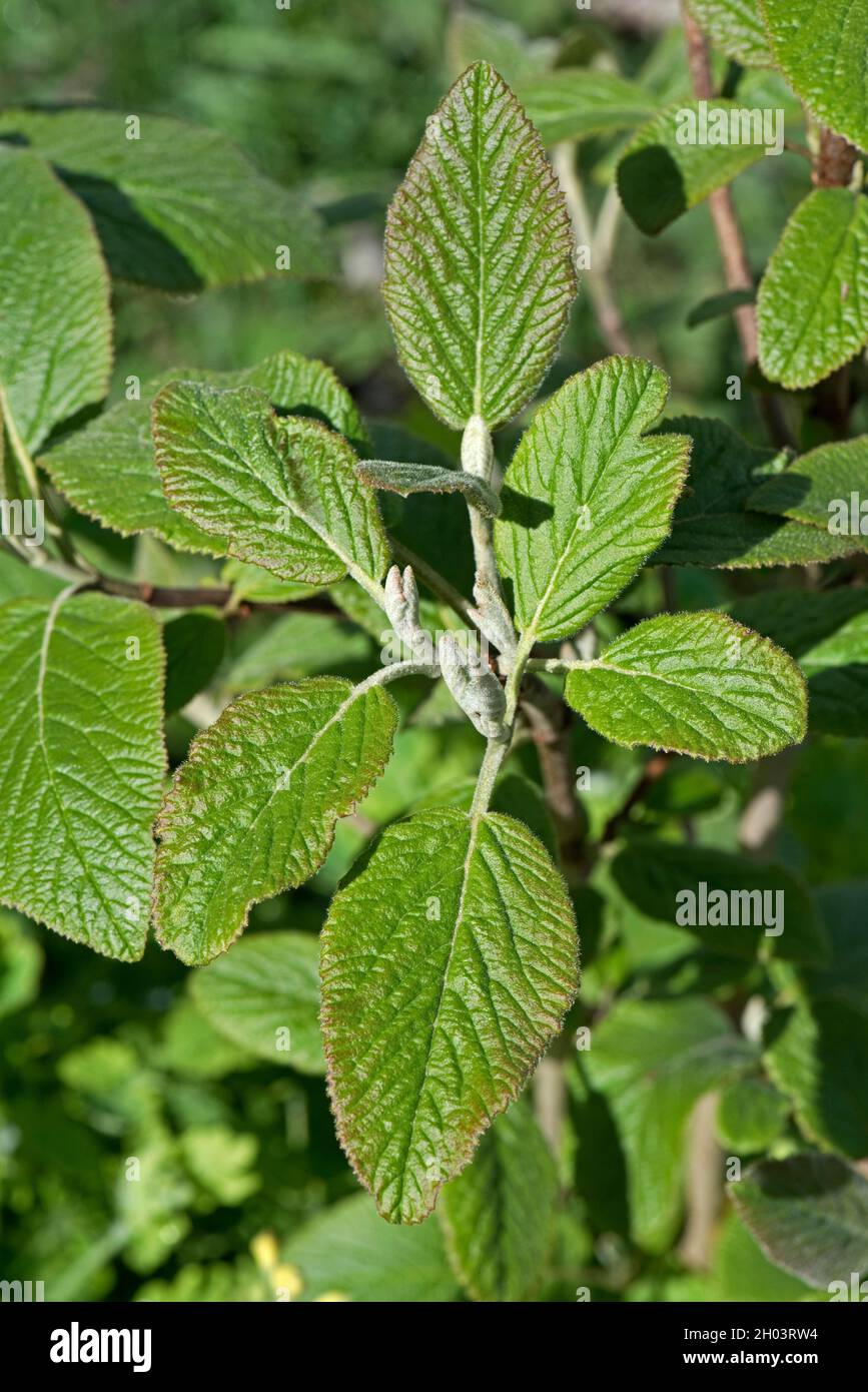 Junge Frühlingsblätter von Wanderbaum oder Wanderbaum (Viburnum lantanum) entwickeln sich im frühen Mai, in der Grafschaft Bekshire Stockfoto