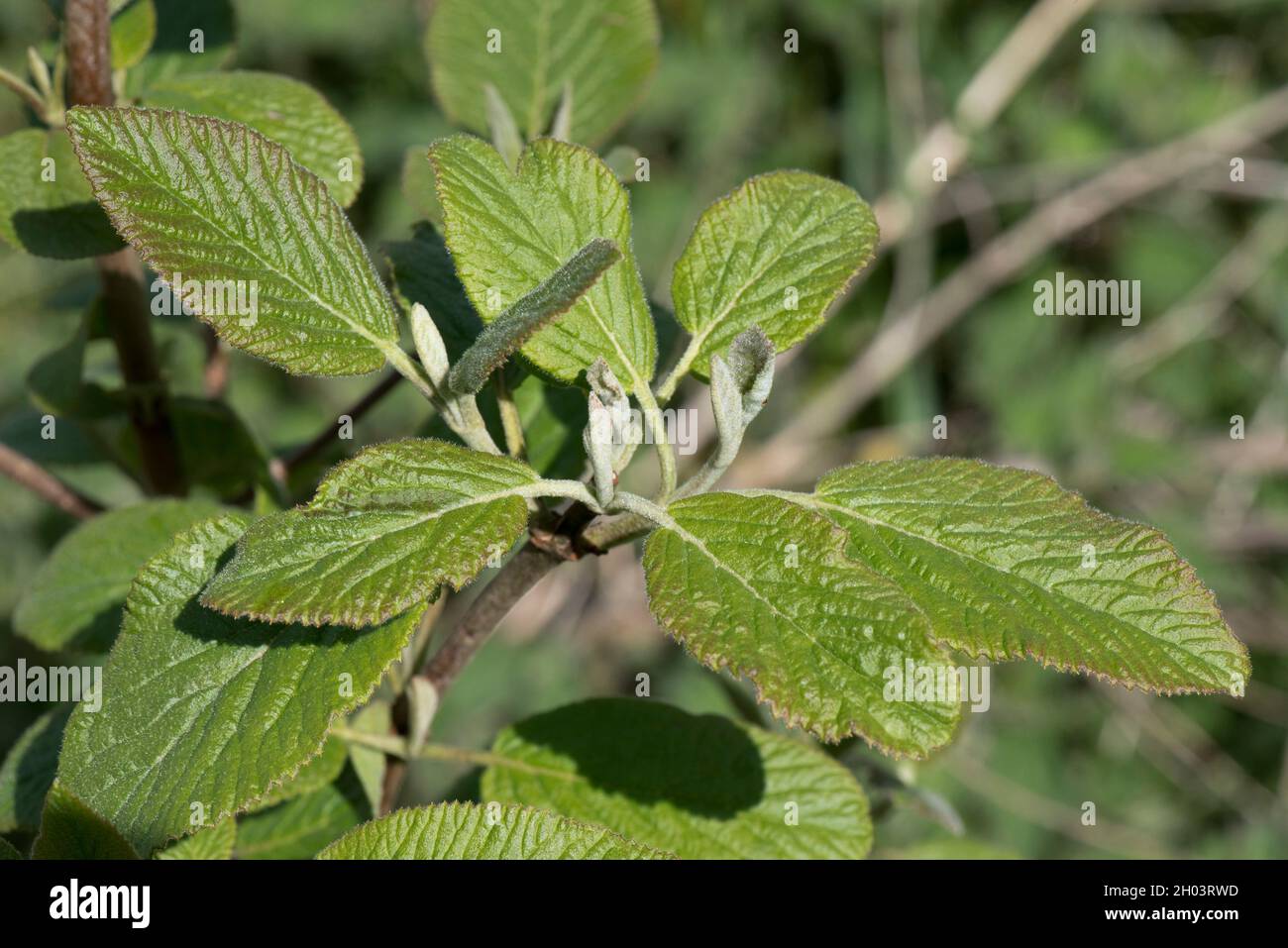 Junge Frühlingsblätter von Wanderbaum oder Wanderbaum (Viburnum lantanum) entwickeln sich im frühen Mai, in der Grafschaft Bekshire Stockfoto