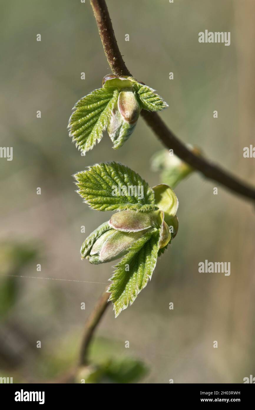 Die Entwicklung und Erweiterung von doppelt gezackten Blättern der gemeinsamen Hasel (Corylus avellana) ein kleiner Laubbaum im Frühjahr, März Stockfoto