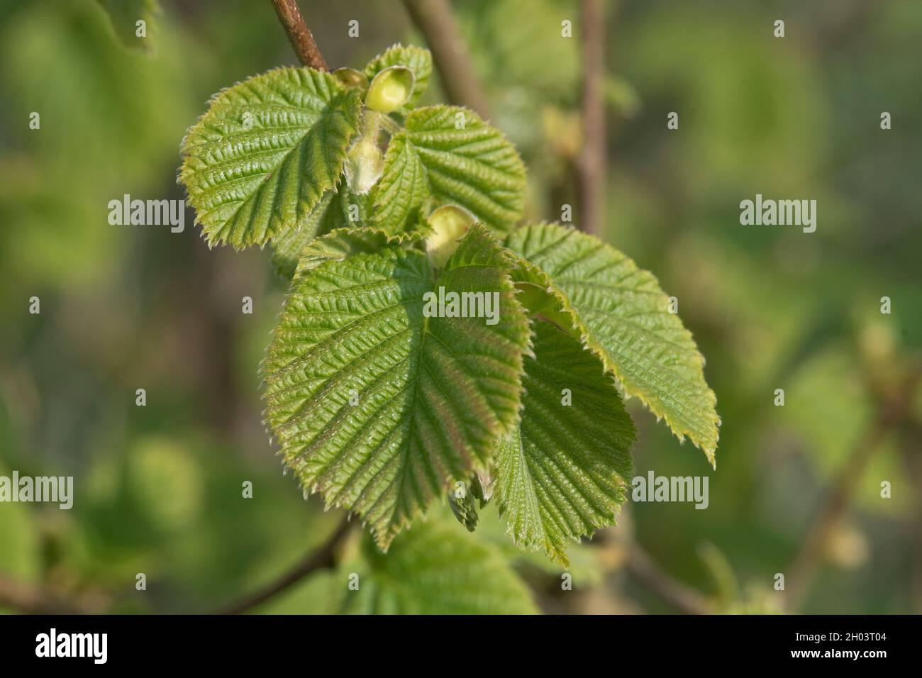 Entwicklung und Ausdehnung von doppelt gezackten Blättern von gewöhnlicher Hasel (Corylus avellana) ein kleiner Laubbaum im Frühjahr, April Stockfoto