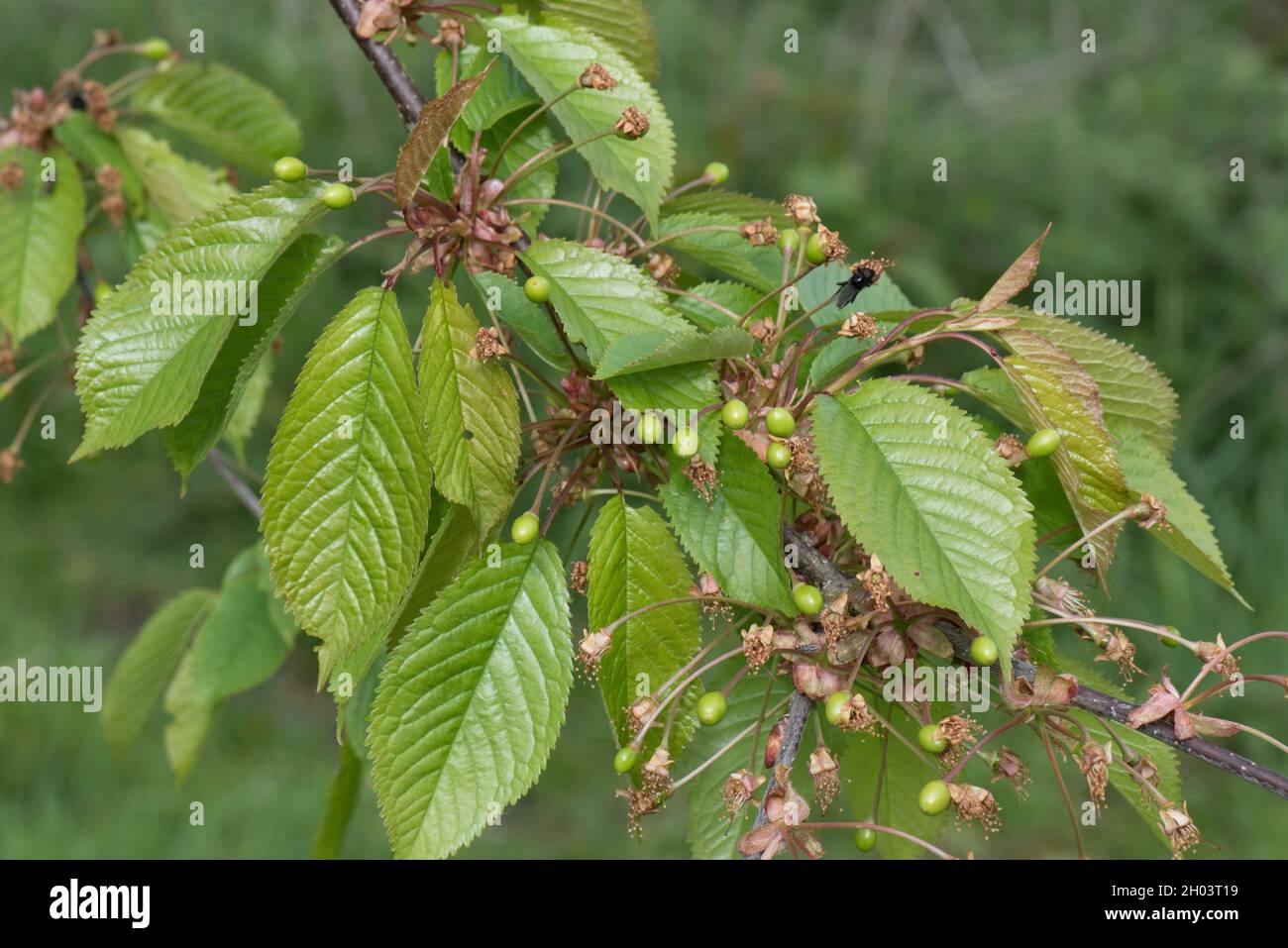 Junge Früchte oder Früchte aus Wildkirsche (Prunus avium) mit reifen Blättern im Frühjahr, in der Region von Bukshire, April Stockfoto