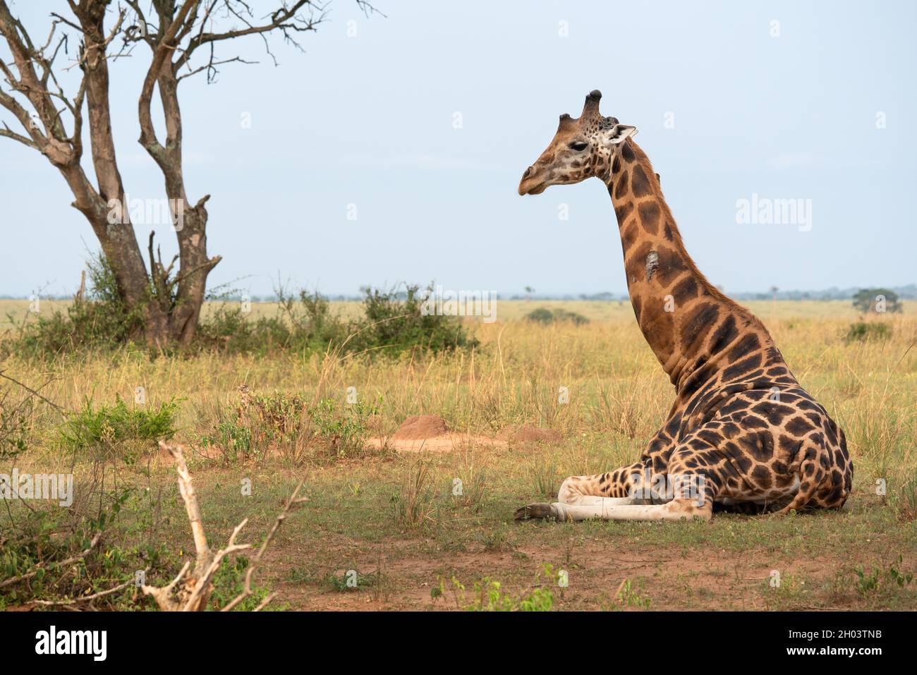 Aufnahme einer sitzenden Baringo Giraffe oder Giraffa camelopardalis im Murchison Falls National Park, Uganda Stockfoto
