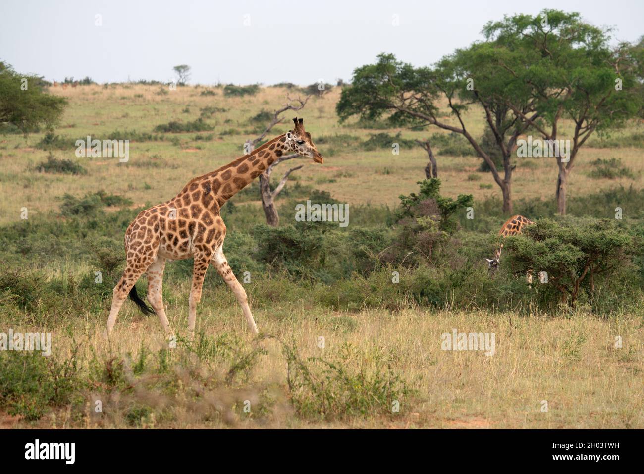 Aufnahme einer Baringo Giraffe oder Giraffa camelopardalis im Murchison Falls National Park, Uganda Stockfoto