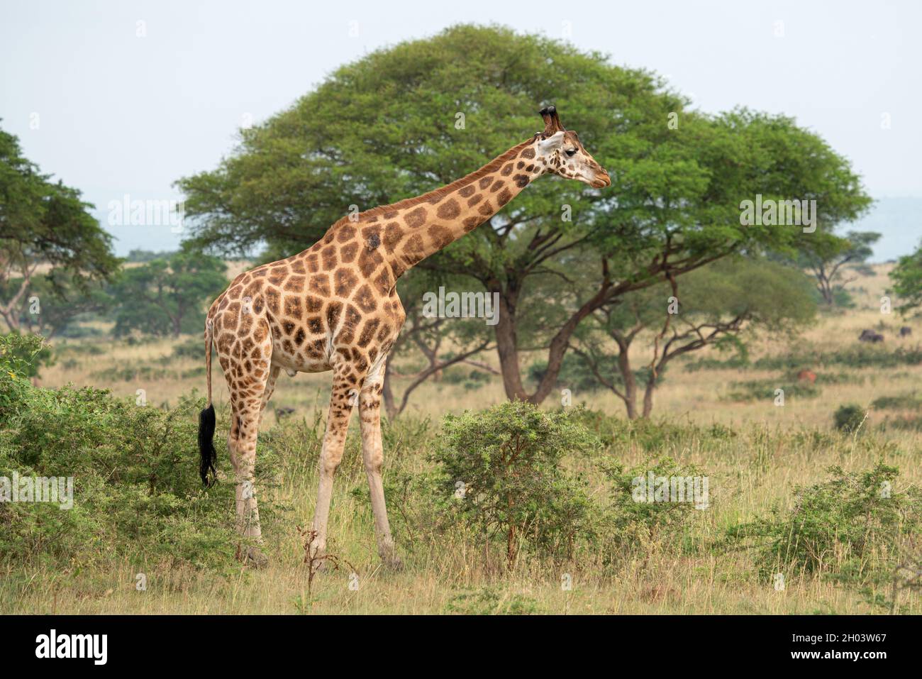 Aufnahme einer Baringo Giraffe oder Giraffa camelopardalis im Murchison Falls National Park, Uganda Stockfoto