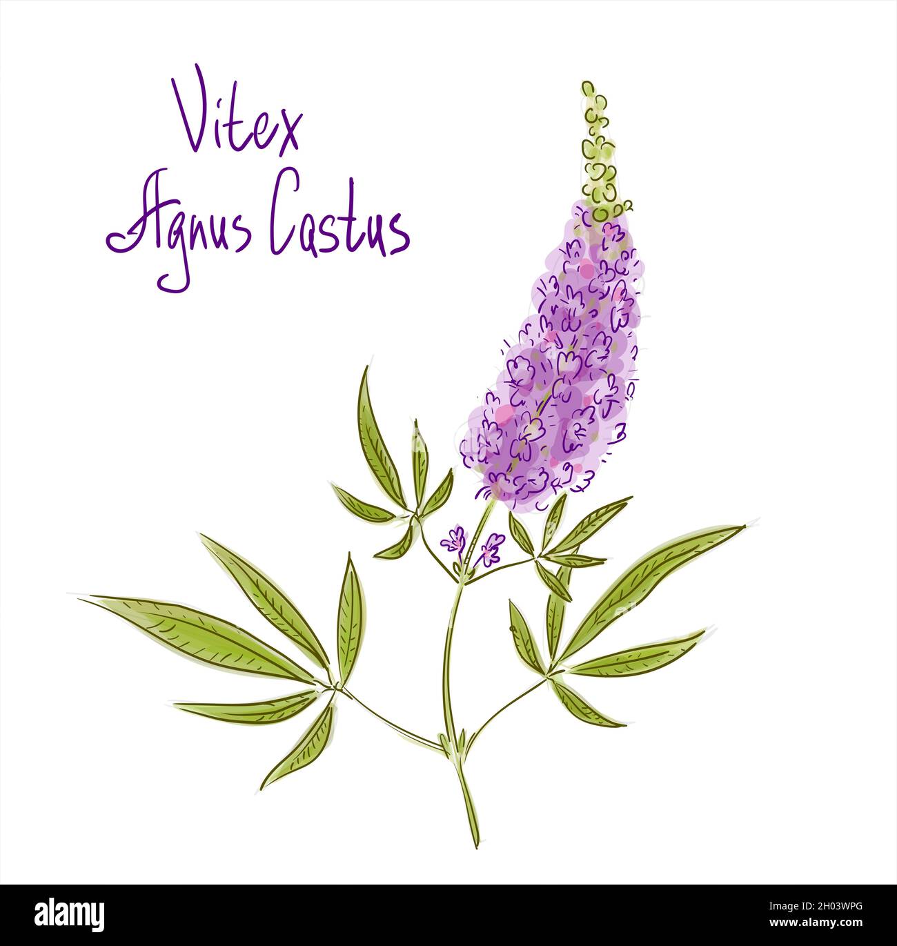 Vitex agnus-castus, auch vitex genannt, keuscher Baum oder Chastetree, Chasteberry, Abrahams Balsam, lila Chastetree oder Mönchspfeffer. Vektorgrafik Stock Vektor