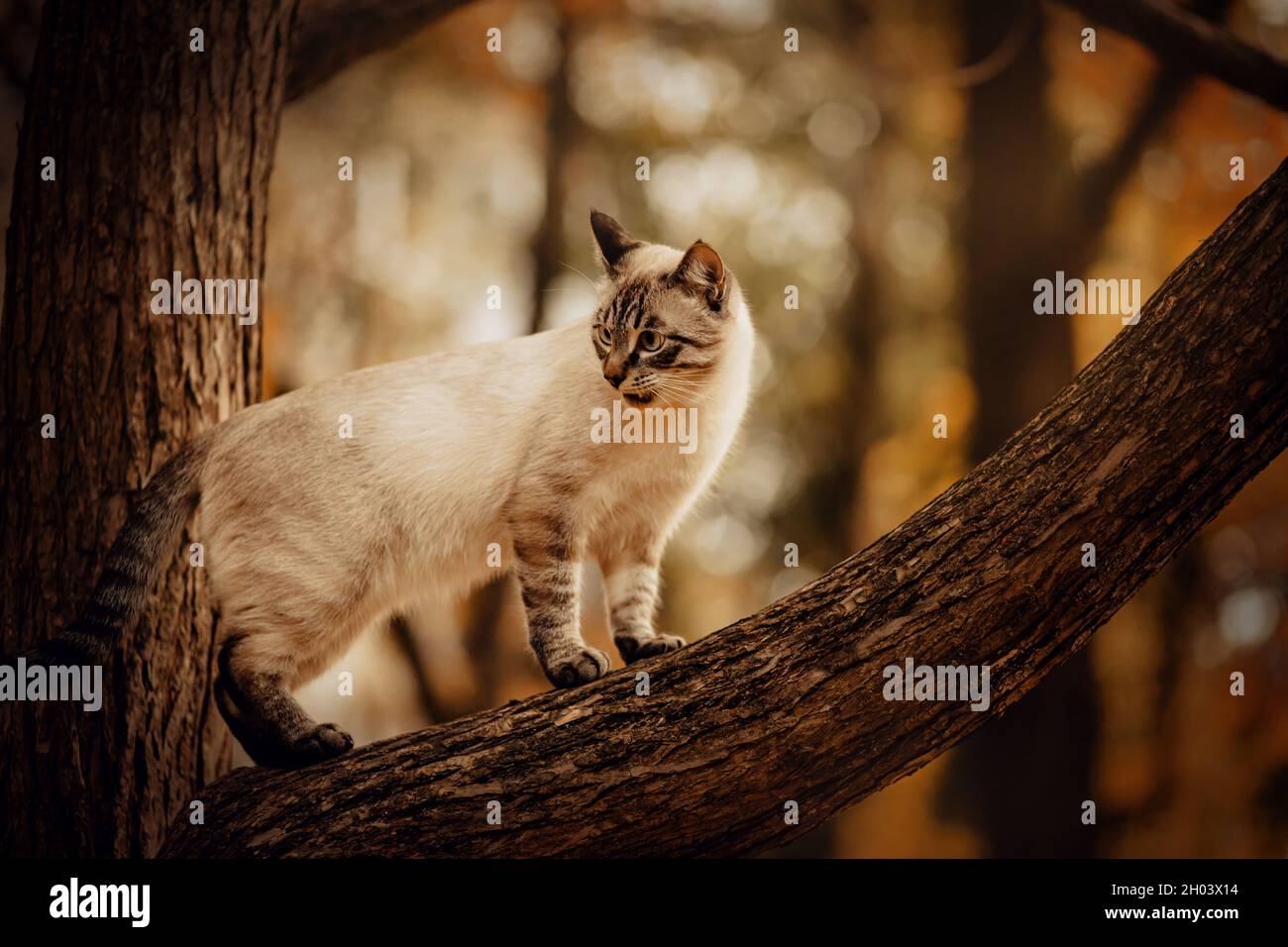 Die süße tabby Thai Katze kletterte an einem Herbsttag auf einen Baumstamm und sieht empört aus. Ein Haustier und die Natur. Stockfoto