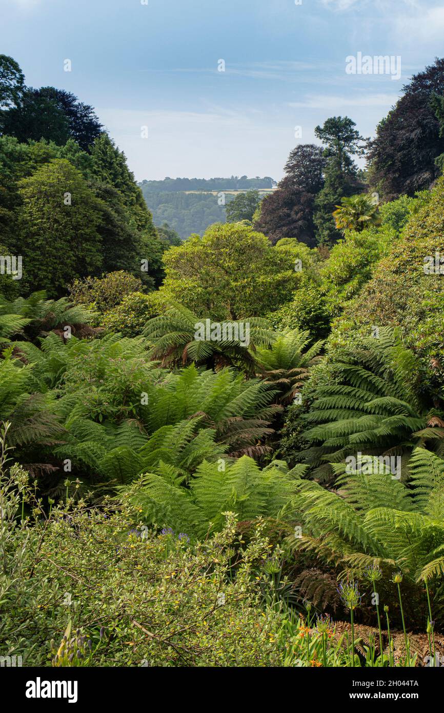 Der spektakuläre subtropische Trebah Garden in Cornwall. Stockfoto