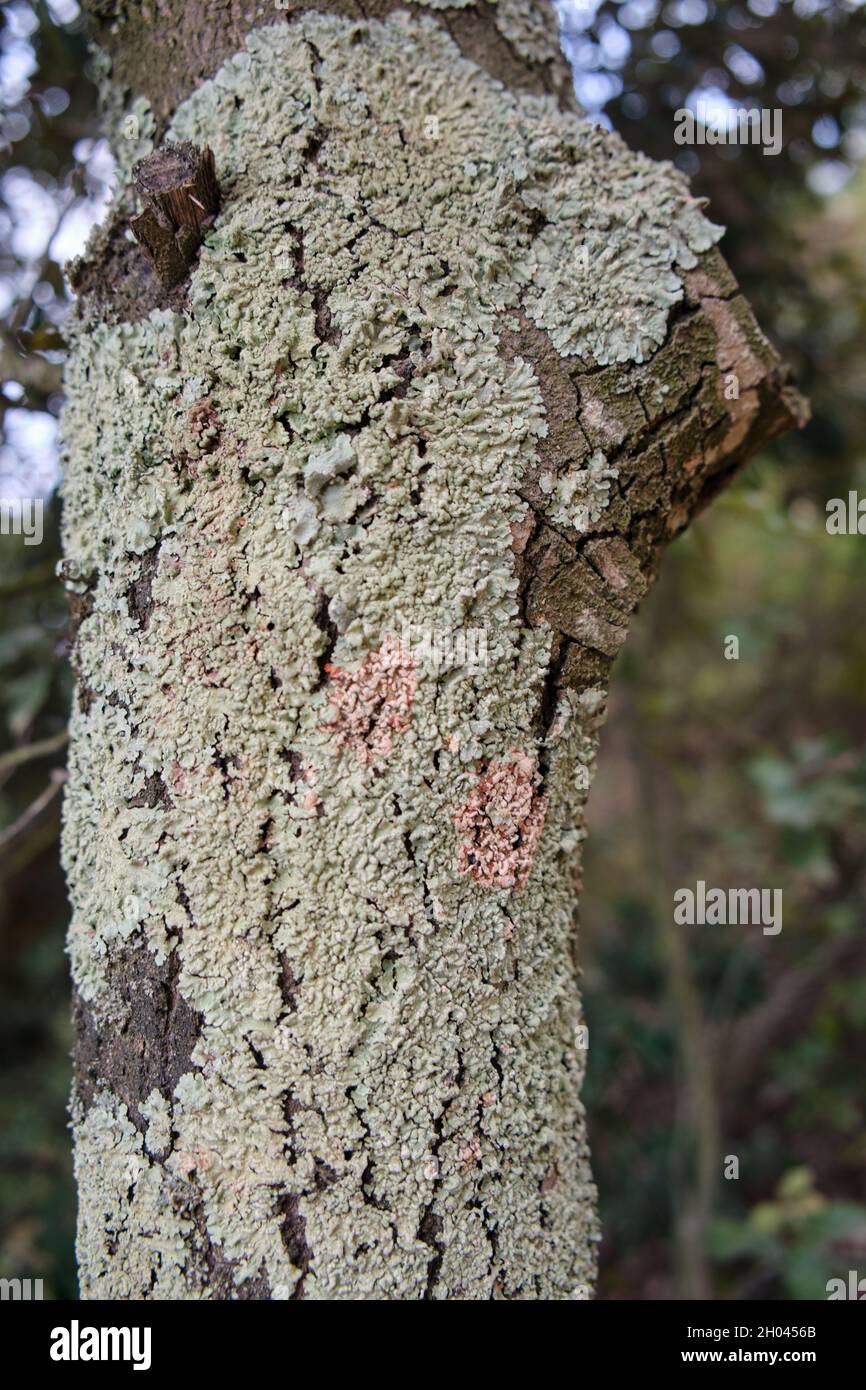 Baumstamm mit in die Rinde eingebetteten Organismen. Waldgebiet. Aufgenommen am Nachmittag. Stockfoto