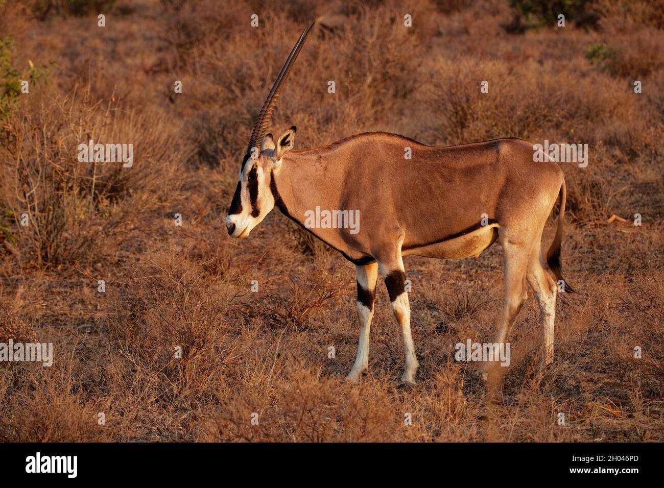 Ostafrikanischer Oryx - Oryx beisa auch Beisa, Antilope aus Ostafrika, in Steppe gefunden und halbiert durch das Horn von Afrika, zweifarbig, Horn Stockfoto