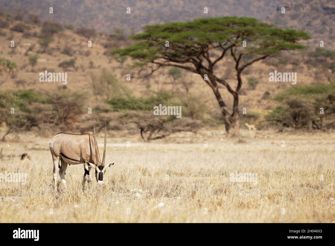 Ostafrikanischer Oryx - Oryx beisa auch Beisa, Antilope aus Ostafrika, in Steppe gefunden und halbiert durch das Horn von Afrika, zweifarbig, Horn Stockfoto