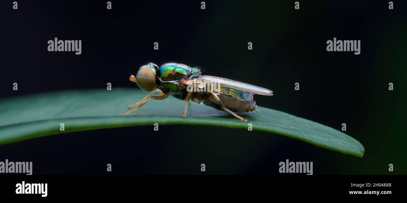 Makro der großen Augenfliege Stockfoto