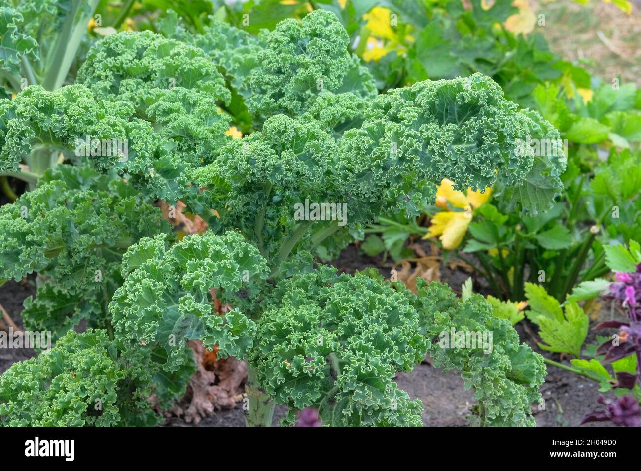 Kaleblatt in der Landwirtschaft und Ernte. Kale-Salat wächst im rustikalen Garten. Gemüse zu Hause anbauen, Nahaufnahme. Stockfoto