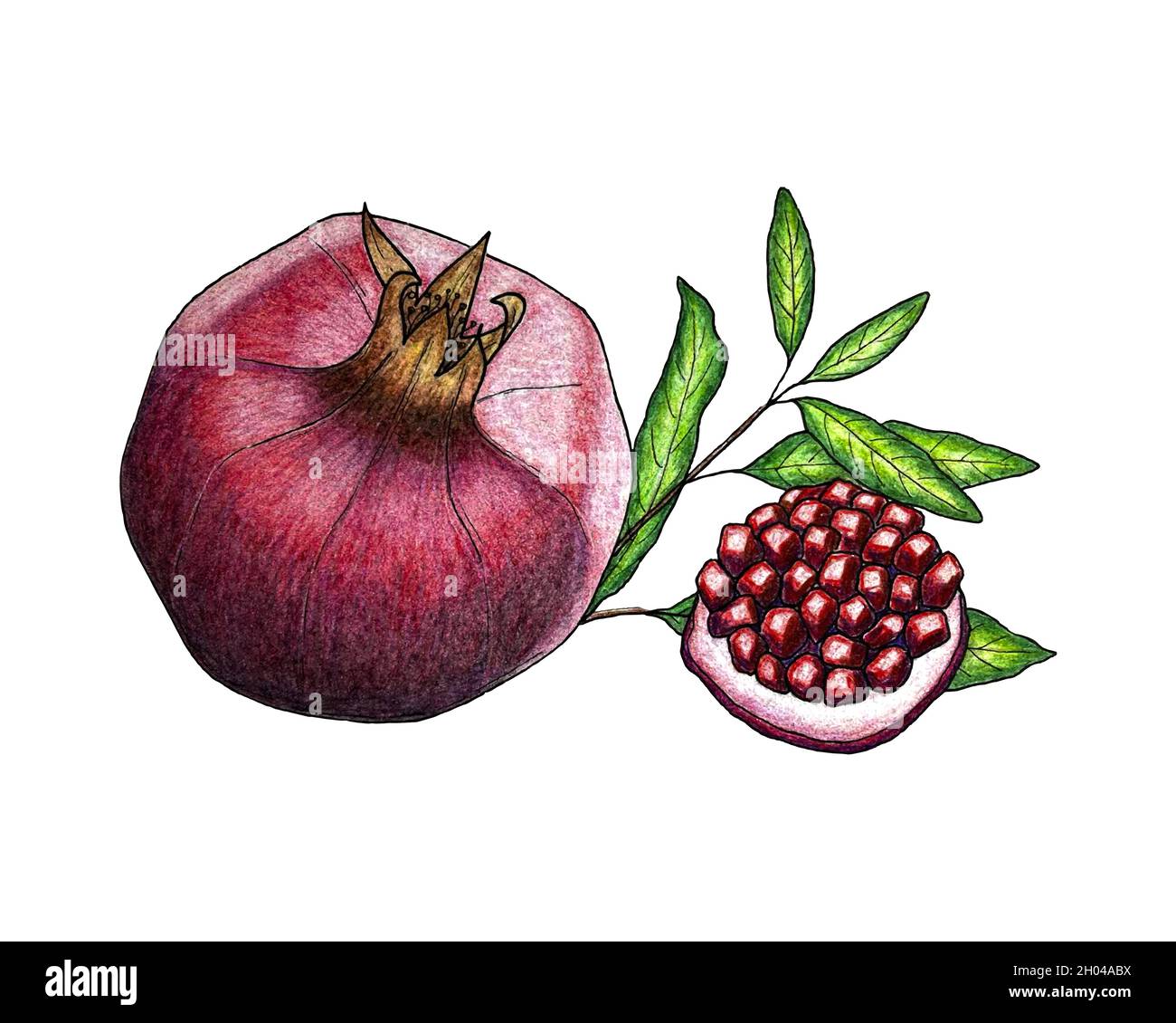 Granatapfel Frucht Skizze handgemachte Bleistiftzeichnung, ein Stück mit Körnern, ein Zweig von Blättern. Isoliert, auf weißem Hintergrund. Vektorgrafik Stock Vektor