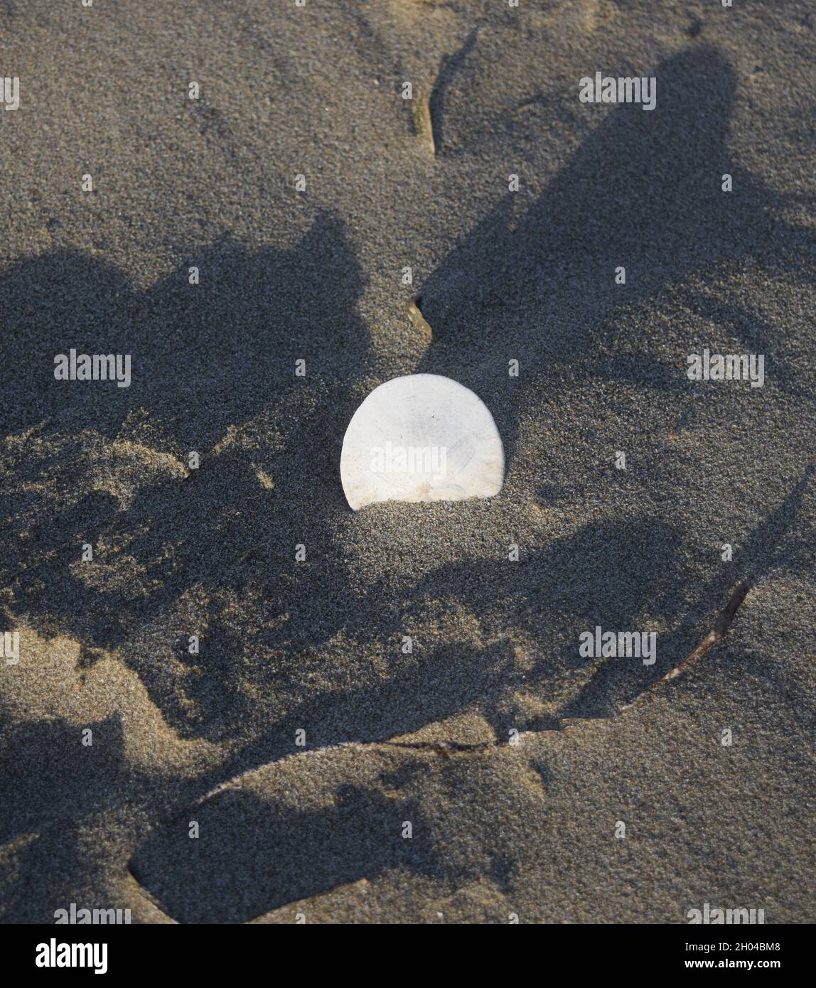 Vertikale Aufnahme eines weißen Sanddollar, der auf halbem Weg aus dem Strandsand ragt und Schatten um ihn herum hat Stockfoto