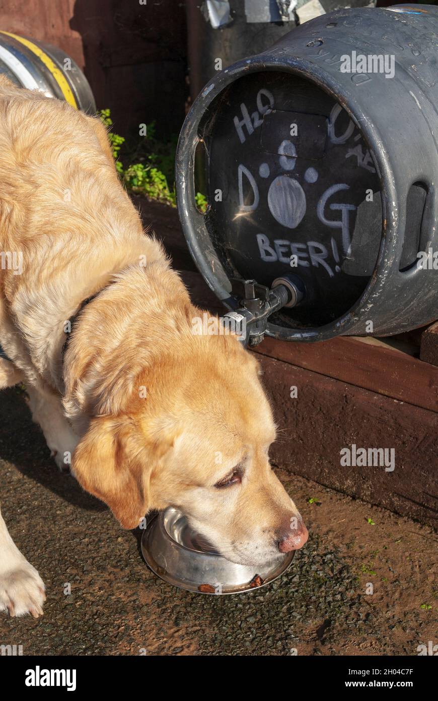 Labrador Hund trinkt Wasser aus einem Bierfass. Stockfoto