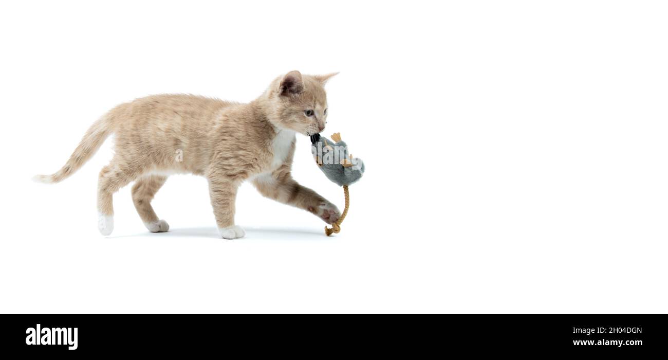Kätzchen mit Maus-Spielzeug im Mund - weißer Hintergrund Stockfoto
