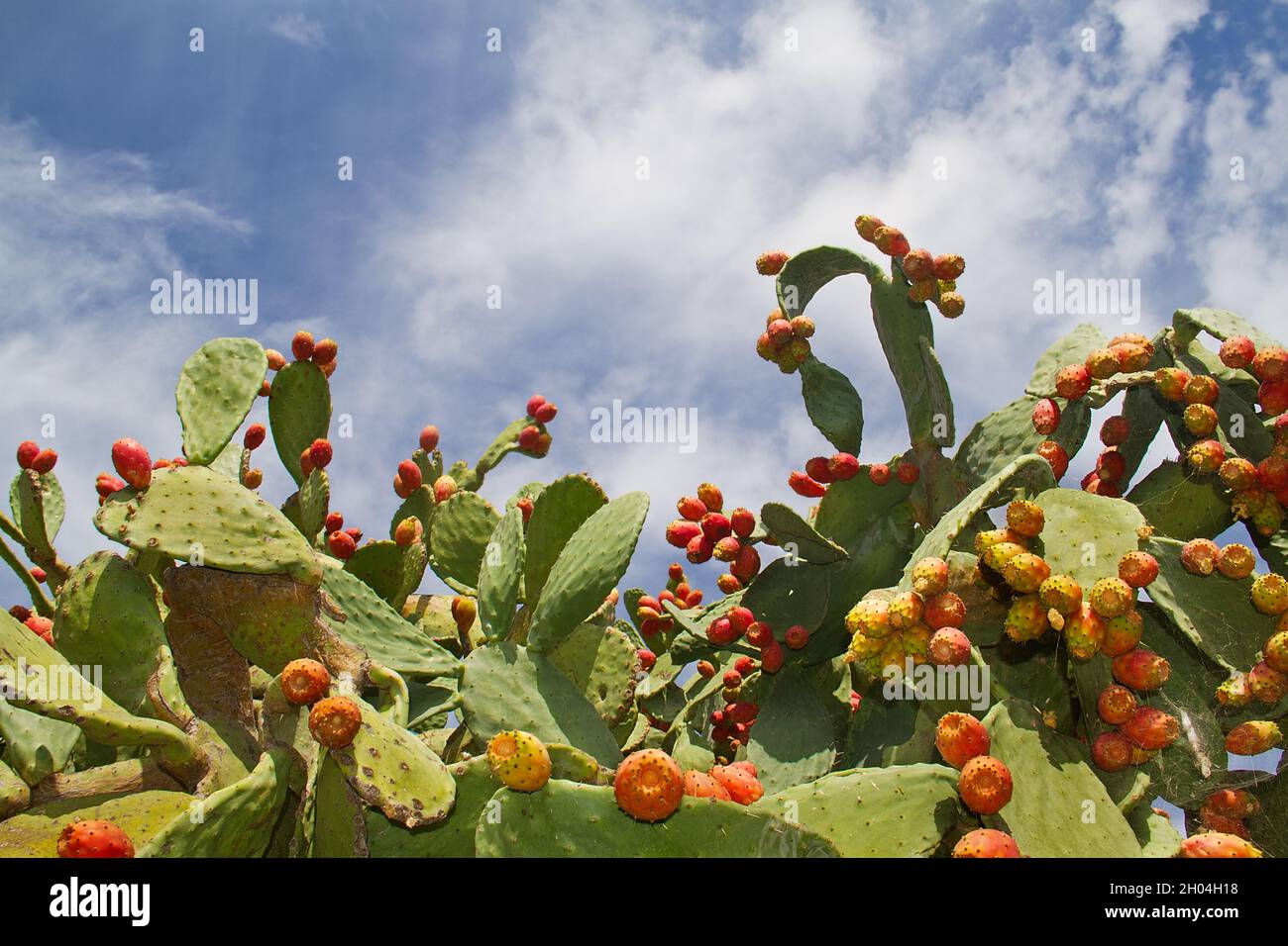 Opuntia ficus-indica, Kaktusbirne, gegen einen blauen Himmel mit weißen Wolken Stockfoto