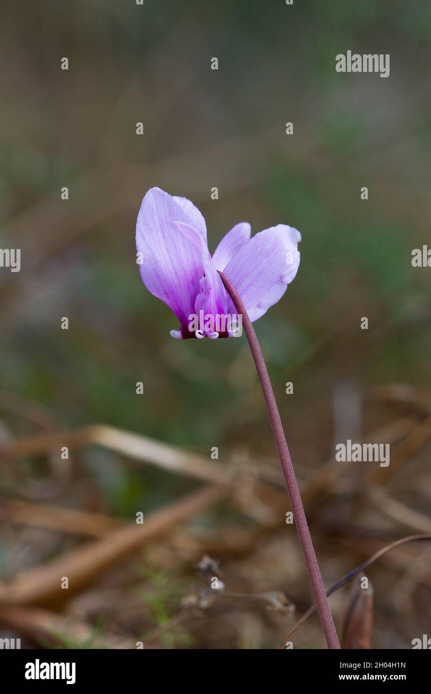 Einzelne Blüte von Ivy-blättrigen Cyclamen, die auf Korfu wild wachsen Stockfoto